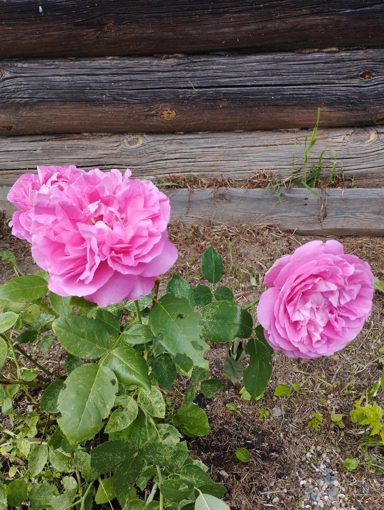 This media file shows a close-up view of two bright pink roses in bloom, set against a backdrop of rustic wooden logs. The roses are the primary subjects, with one large, multi-petaled bloom dominating the left side of the frame, and another slightly smaller bloom to its right. The roses are a vibrant fuchsia pink, with delicate, ruffled petals. Their green leaves, some showing signs of damage or variegation, are visible beneath the flowers.
The setting appears to be outdoors, with dry soil and scattered pebbles on the ground. Behind the roses, weathered wooden logs form a wall or structure, suggesting a rural or natural environment. The texture of the wood is rough and aged, with visible grain and knots. Small patches of grass and dried vegetation are interspersed between the logs and the flowers, adding to the natural aesthetic.
There are no people or specific activities depicted in this image. The lighting suggests it might be daytime, possibly overcast, as there are no strong shadows. The overall impression is one of natural beauty and rustic simplicity, with the vibrant pink of the roses providing a striking contrast to the muted tones of the wooden background. The location context provided is Ширяево (ильинский), Russia, which aligns with the rural, natural setting suggested by the visual elements. There is no visible text in the image.