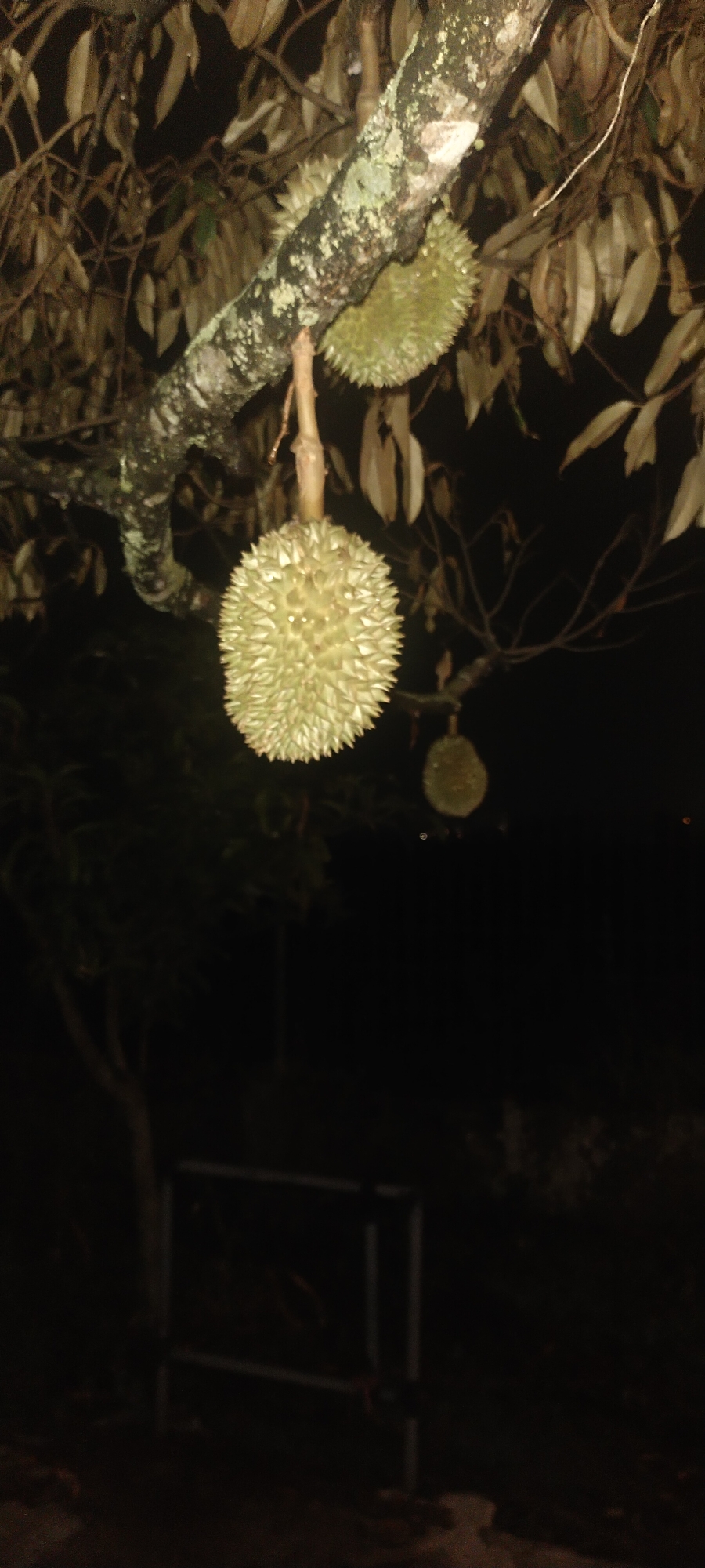 A durian fruit hangs from a tree branch at night in Pasirhuni, Indonesia. The fruit is green and spiky. Another durian fruit is visible in the background, also hanging from a branch. The background is dark and out of focus, with some foliage and a metal structure visible. The image is dimly lit, suggesting it was taken with a flash or at night.