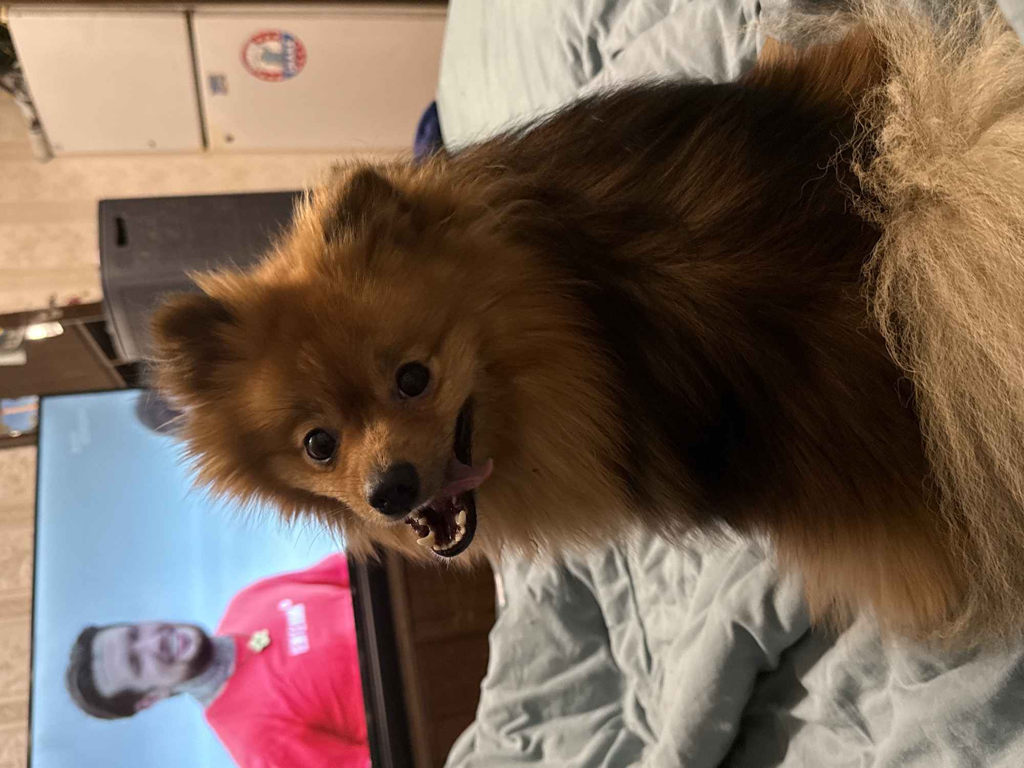 A medium shot depicts a Pomeranian dog lying on a blue comforter. The dog has brown and tan fur, and its tongue is hanging out. In the background, out of focus, is a television screen showing a man wearing a pink shirt. Behind the television, there is a black speaker and a white box on the wall. The location, Khimki, Russia, is not visually confirmed.