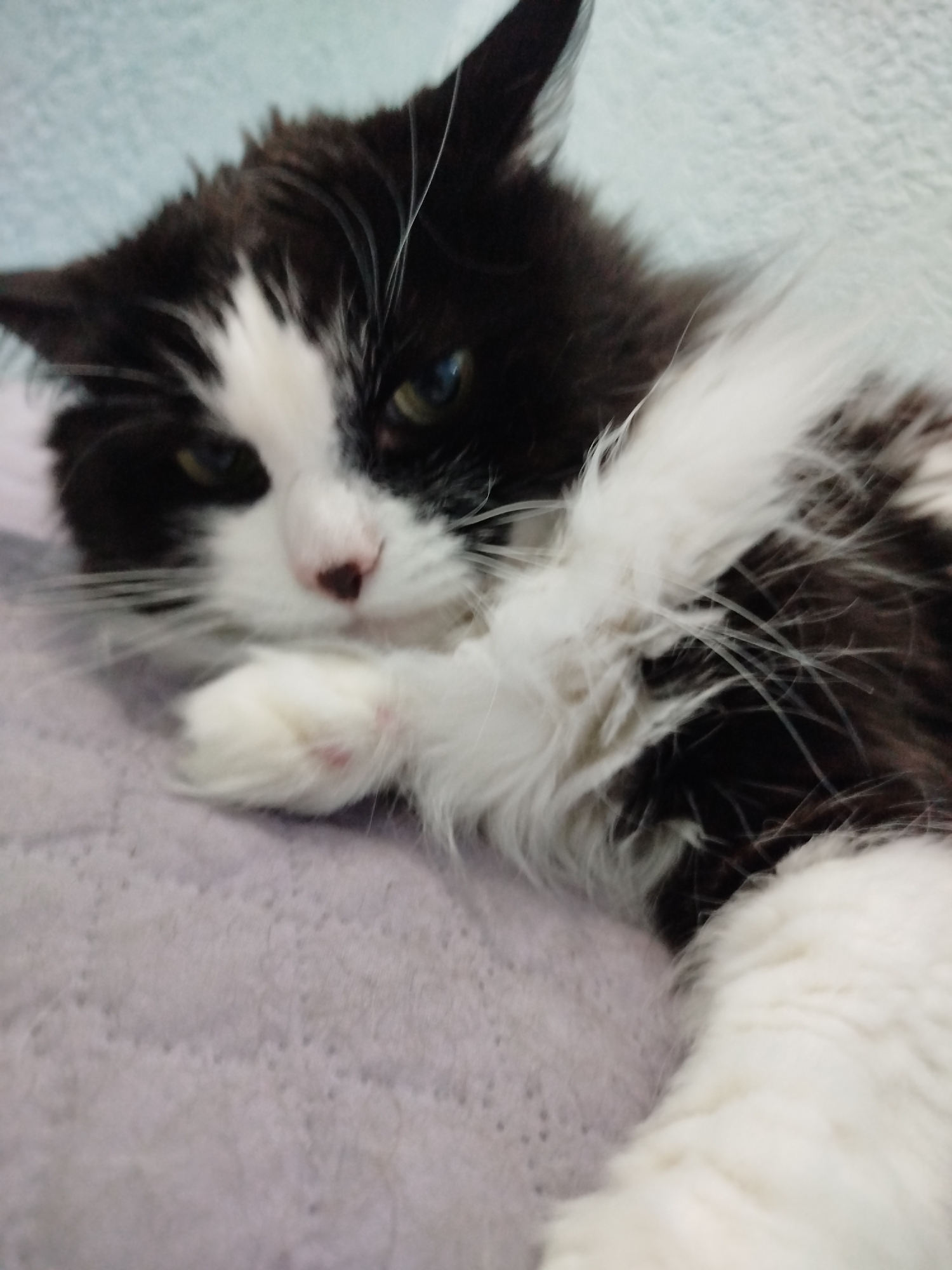 A black and white cat with fluffy fur lies on a light purple quilted surface, its head resting on its front paws. The cat's eyes are partially closed, and its gaze is directed towards the viewer. The background consists of a blurred light blue surface.