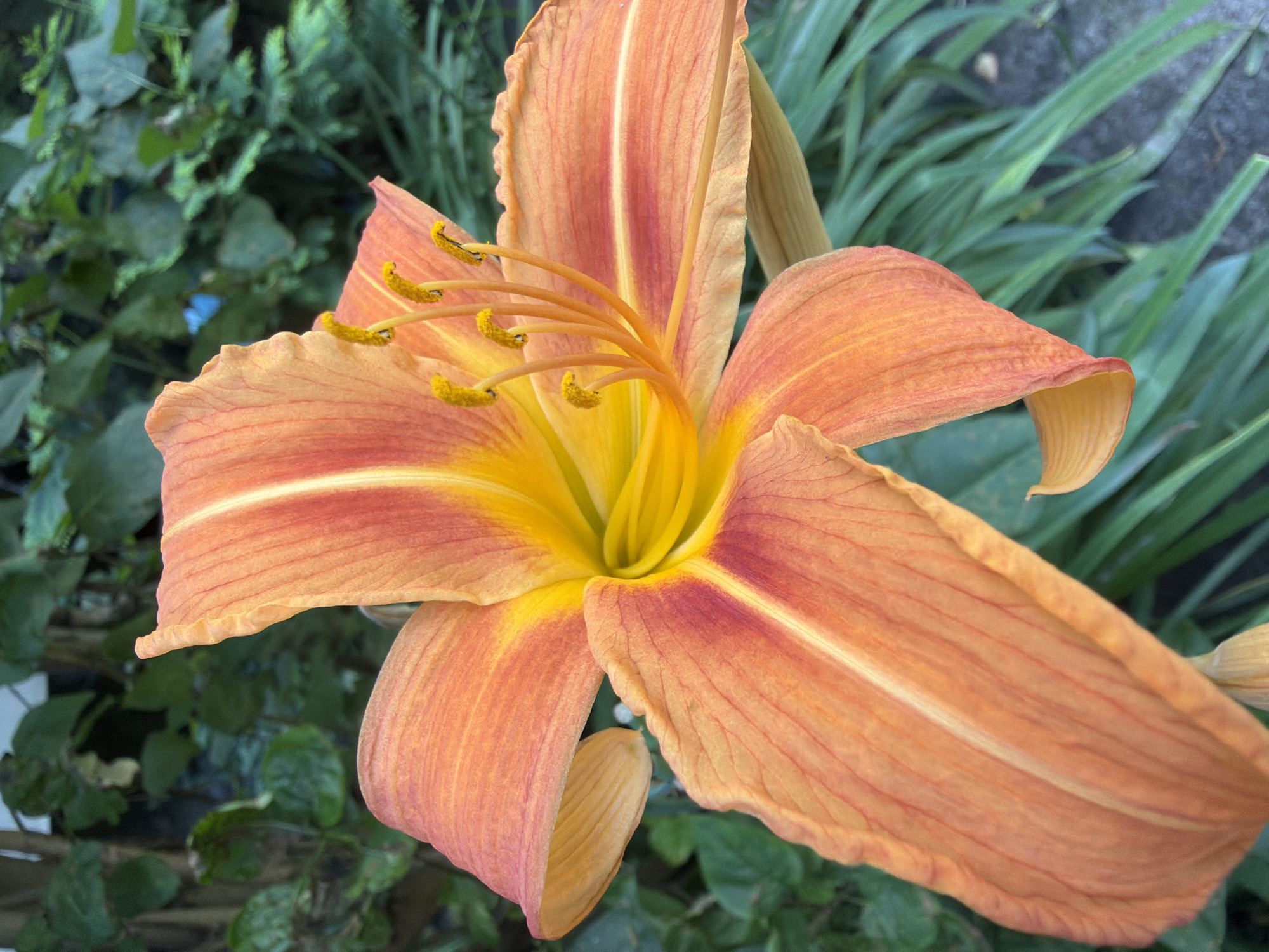 A close-up, eye-level shot of an orange daylily in bloom is captured in this image. The flower, with its vibrant orange and yellow petals tinged with red near the center, is the central focus. The stamens, tipped with yellow anthers, extend from the heart of the bloom. The background is a soft blur of green foliage, suggesting an outdoor garden setting. The image does not contain any information that would indicate its specific location within the city of Kyiv, Ukraine.
