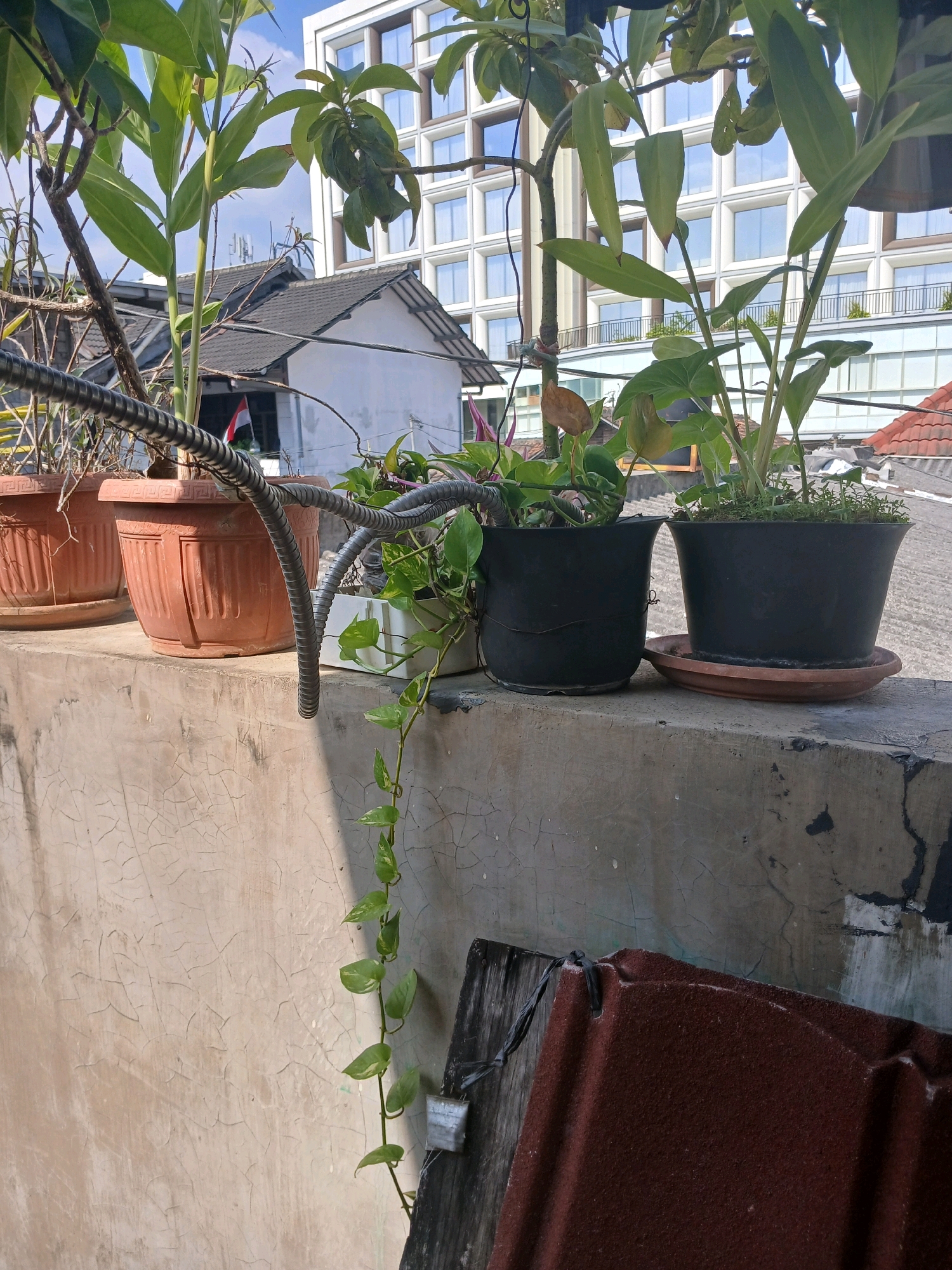 This image depicts a balcony or rooftop setting in the city of Depok, Indonesia, likely during daylight hours. In the foreground, a textured concrete ledge runs horizontally across the bottom half of the frame, showing signs of wear and tear, with some cracks and dark smudges. Several potted plants are visible, arranged on the ledge.
To the left, there are two terra cotta-colored pots with decorative patterns, containing tall green plants. A thick, grey, corrugated metal conduit runs across the pots and extends towards the right. Further to the right, two black plastic pots are placed. The left black pot contains a vine-like plant with green leaves trailing downwards. The right black pot is filled with smaller green plants and sits on a reddish-brown saucer. A single green vine with heart-shaped leaves is prominently featured, hanging down from the left black pot towards the bottom right of the image.
In the background, partially obscured by the plants, are rooftops of houses. Beyond these, a white building with a grid-like pattern of windows is visible, suggesting an urban environment. The sky is blue with some clouds. The overall scene suggests a residential or mixed-use area within Depok, Indonesia. No people are present in the image.
