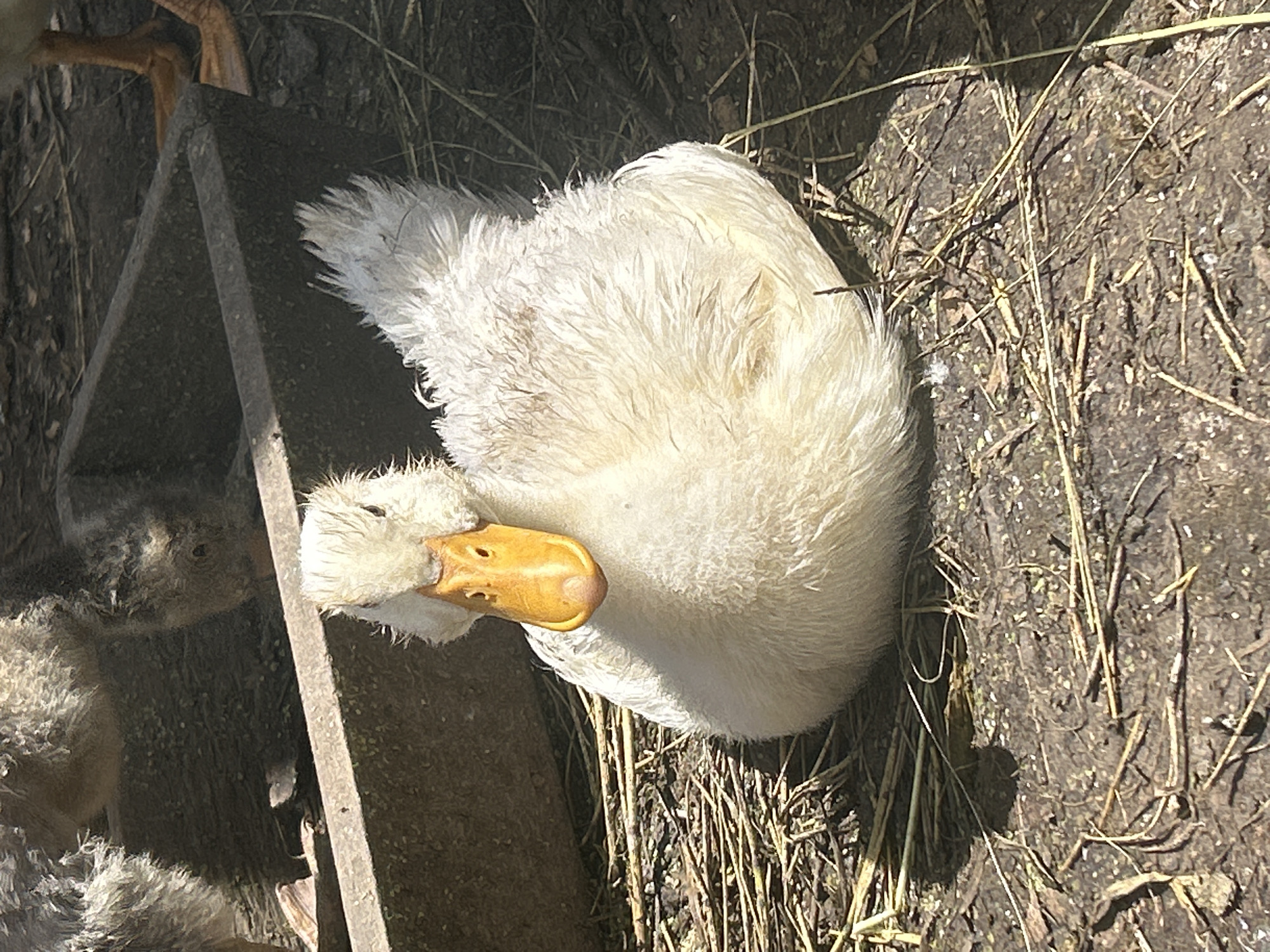 A white duck with a bright orange beak is sitting on the ground, surrounded by dry straw and dirt. The duck is facing the camera, with its body slightly angled to the right. Its feathers are fluffy and appear wet in some areas. In the background, a concrete trough is visible, and behind it, the legs and feet of another duck, as well as the fuzzy bodies of some ducklings, can be seen. The ground is composed of dark soil mixed with straw and debris. The lighting suggests a sunny day. The location is the village of Vyshevychi, Ukraine.