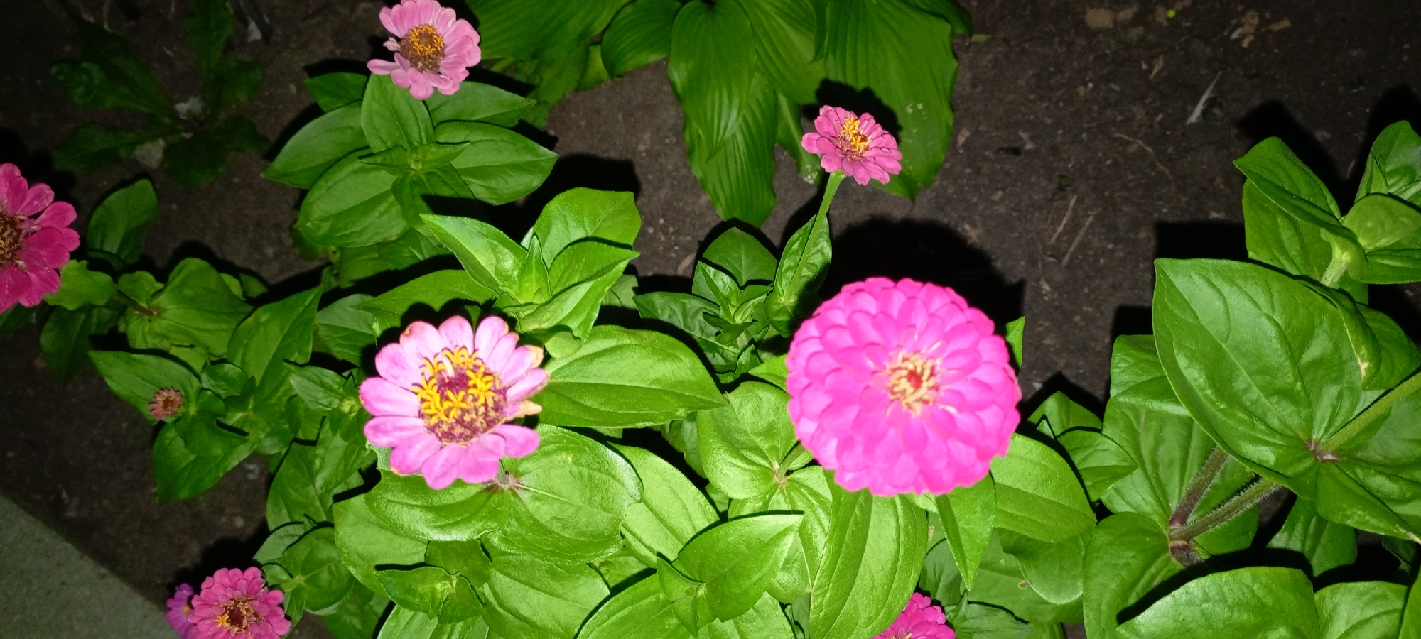 A close-up, high-angle, outdoor shot taken at night in Kirsanov, Russia, showcases a cluster of vibrant pink zinnias with yellow centers, nestled amongst lush green foliage and dark soil. One large, fully bloomed zinnia occupies the lower right of the frame, its dense petals radiating from a central disc. To its left, a slightly smaller, open zinnia displays delicate pink petals and a prominent yellow and maroon center. In the upper portions of the image, two more zinnias are visible: one in the upper left, partially obscured, and another smaller bloom on a stem in the upper center. Shadows cast by the flowers and leaves suggest artificial lighting. The surrounding environment is characterized by dark, granular soil and broad, textured green leaves, likely from a different plant. The overall scene is focused on the botanical elements, with no human presence or discernible urban structures.