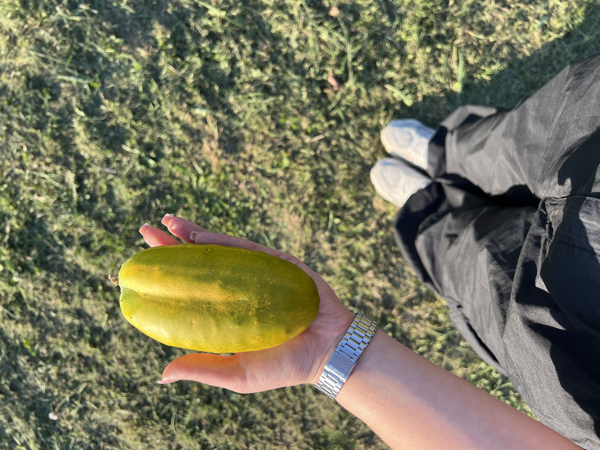 The image shows a person's hand holding a large, elongated, yellow-green cucumber. The cucumber has a slightly irregular shape with two distinct lobes and a smooth skin with some speckling. The person is wearing a silver metal watch on their left wrist. The background consists of a grassy area, suggesting an outdoor setting. The lower portion of the image shows the person's legs wearing black pants and white sneakers. The scene is outdoors in daylight. There is no identifiable information to pinpoint the location within Dys, Poland.