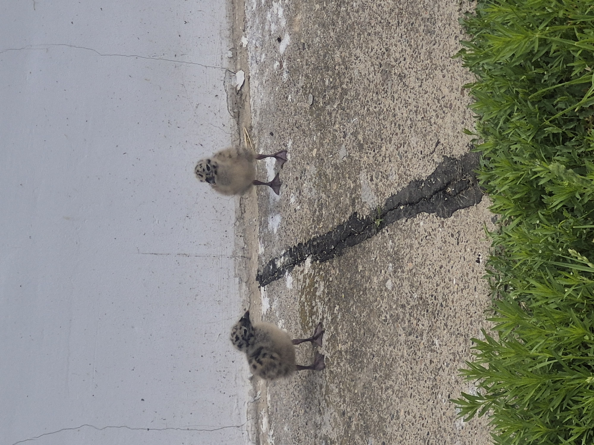 The image depicts two juvenile gulls standing on a concrete surface adjacent to a gray wall and green vegetation. A dark, linear marking runs across the concrete. The scene appears to be outdoors. No people are visible. Location information indicates that the image was taken in the city of Chaikovsky, Russia.