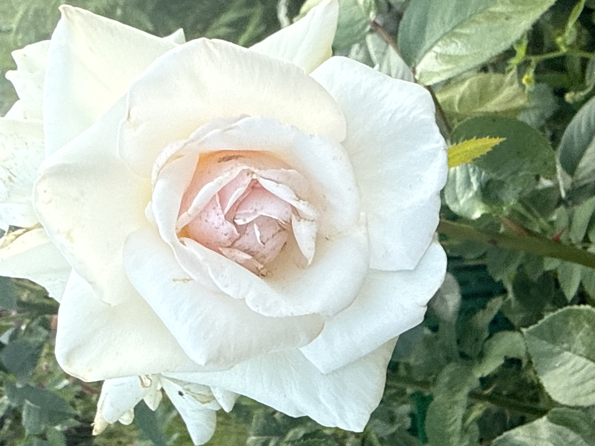 A close-up, eye-level shot captures a white rose in bloom, its petals gently unfurling to reveal a pale pink center. The rose is the primary subject, dominating the frame, with its delicate texture and subtle color variations. Surrounding the rose are lush green leaves and the soft bokeh of a garden setting, suggesting an outdoor environment. The lighting appears natural, casting soft shadows and highlighting the rose's form. No people or specific landmarks of Lyady, Russia are visible in this image.