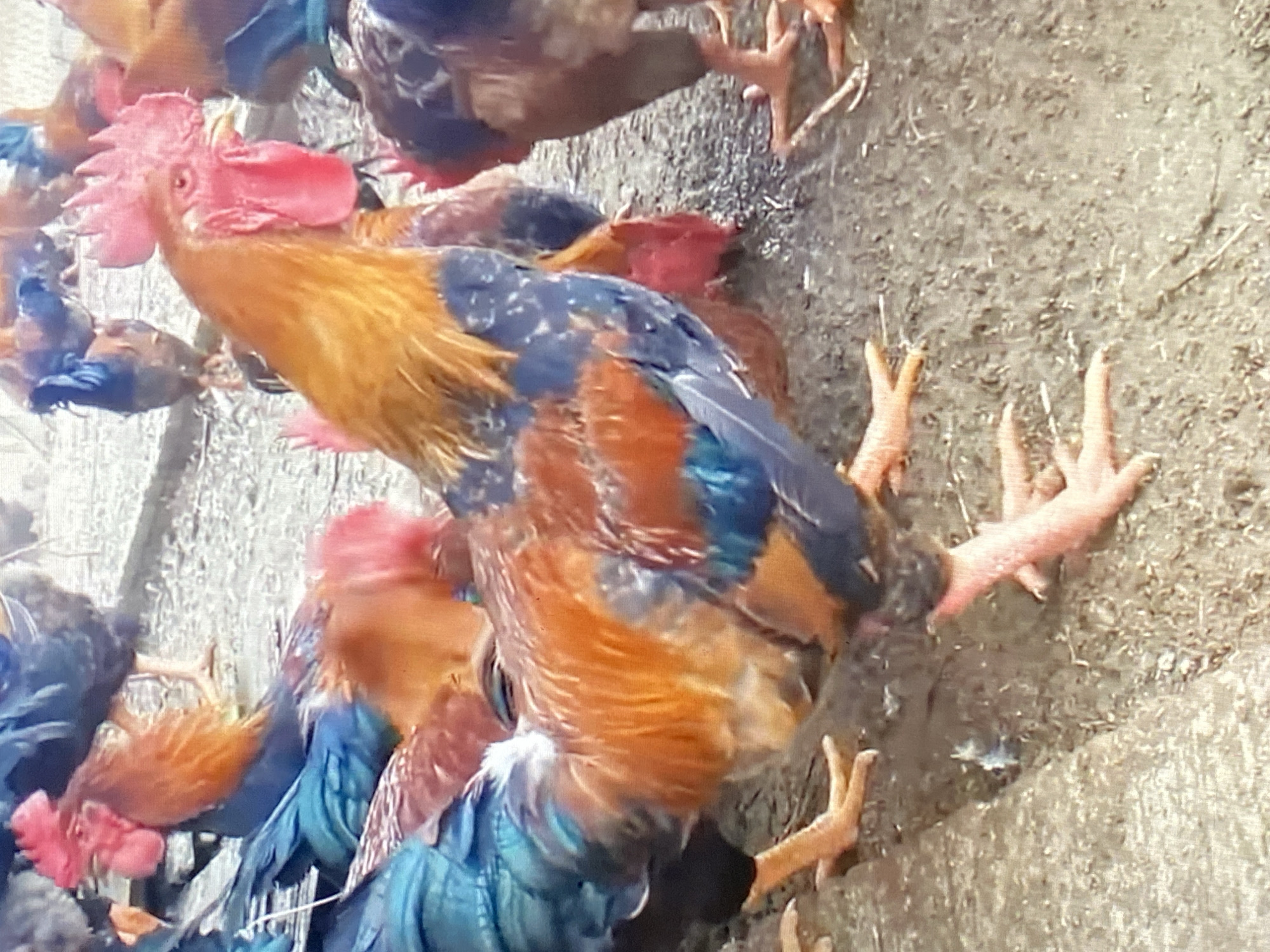 The image depicts a group of chickens, predominantly roosters, in an outdoor enclosure. The ground appears to be dirt and straw, with some scattered debris. Several roosters are visible, characterized by their prominent red combs and wattles, and iridescent plumage in shades of orange, brown, blue, and black. Their legs and feet are also visible, with sharp talons. In the foreground, a large rooster with bright orange and blue feathers is prominently featured, facing the right side of the frame. Other chickens are clustered behind it, some partially obscured. The overall impression is a typical rural or farm setting. There is no indication of a specific location in the city of Ado, Nigeria.