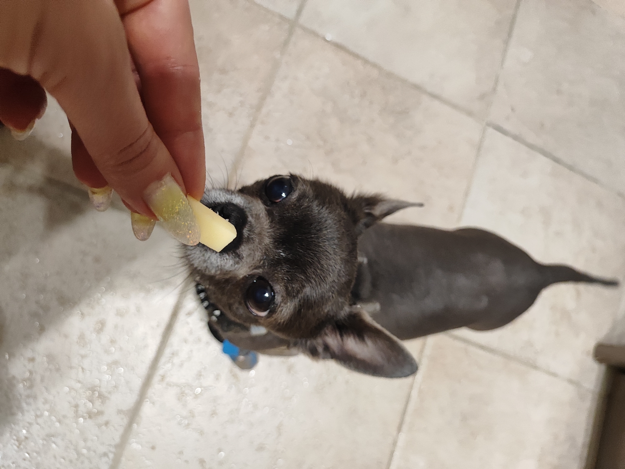 A close-up, high-angle shot shows a person's hand holding a small piece of cheese, offering it to a small, dark-colored dog. The dog, with large, dark eyes, is looking up at the cheese. The dog appears to be a chihuahua or a similar small breed and is wearing a collar. The scene takes place indoors, on a light-colored tiled floor. The lighting is dim, and there is a slight bokeh effect in the background. The image does not provide any specific indicators to determine its location within the city of Almaty, Kazakhstan.