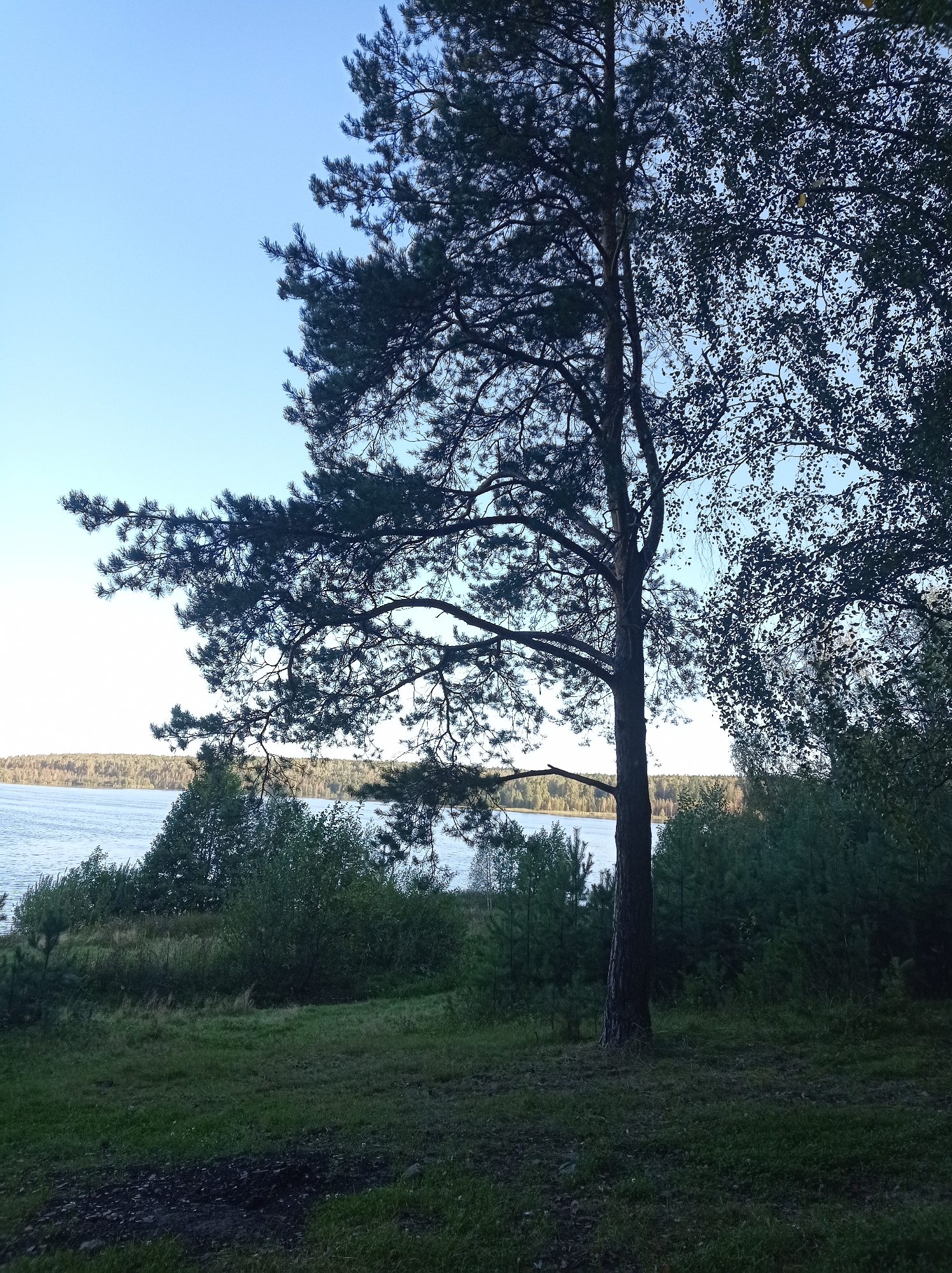 This is a landscape photograph taken in the city of Degtyarsk, Russia, likely during the day. The foreground is a grassy area with some fallen leaves and debris. A tall, dark-barked tree with sparse needles dominates the center of the image. To the left and in the background, a body of water, likely a lake or river, is visible. The water is calm and reflects the clear, pale blue sky. On the far side of the water, a dense forest lines the horizon, with trees of varying shades of green and brown. The overall impression is one of a natural, serene environment.