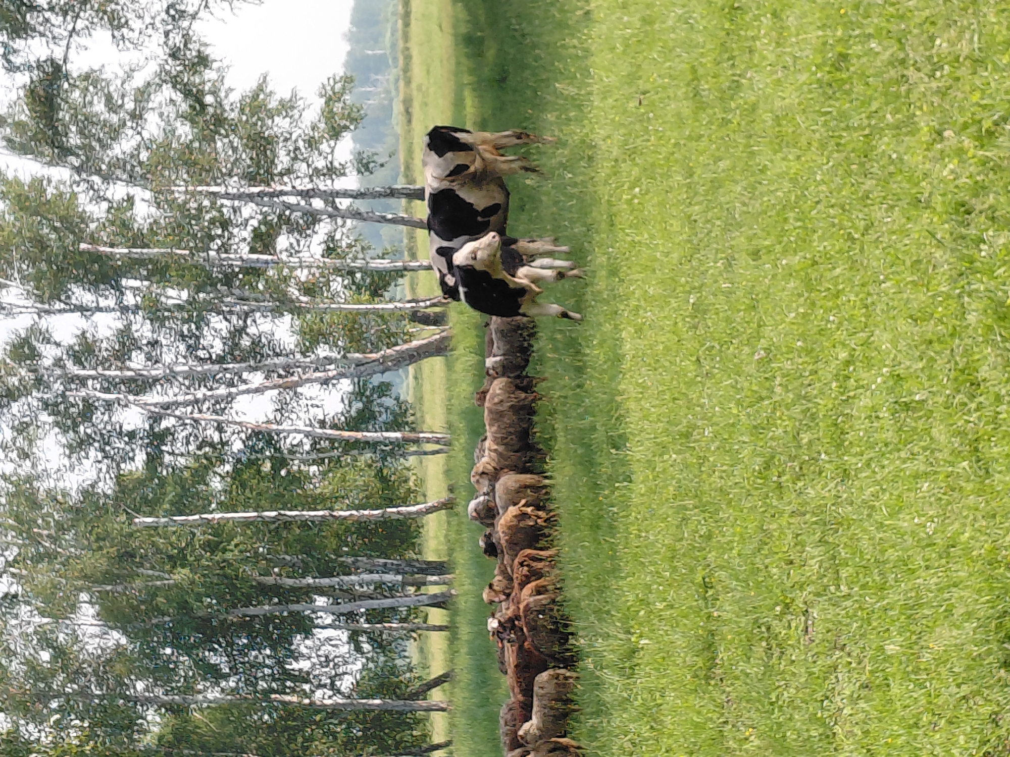 A herd of sheep graze in a grassy field with birch trees in the background. Two cows, one adult and one calf, stand in the field to the right of the sheep. The scene is set in the village of Novosyolovo, Russia, on a sunny day. The grass is green and lush, indicating a healthy environment for the animals. The birch trees provide a natural backdrop to the pastoral scene.
