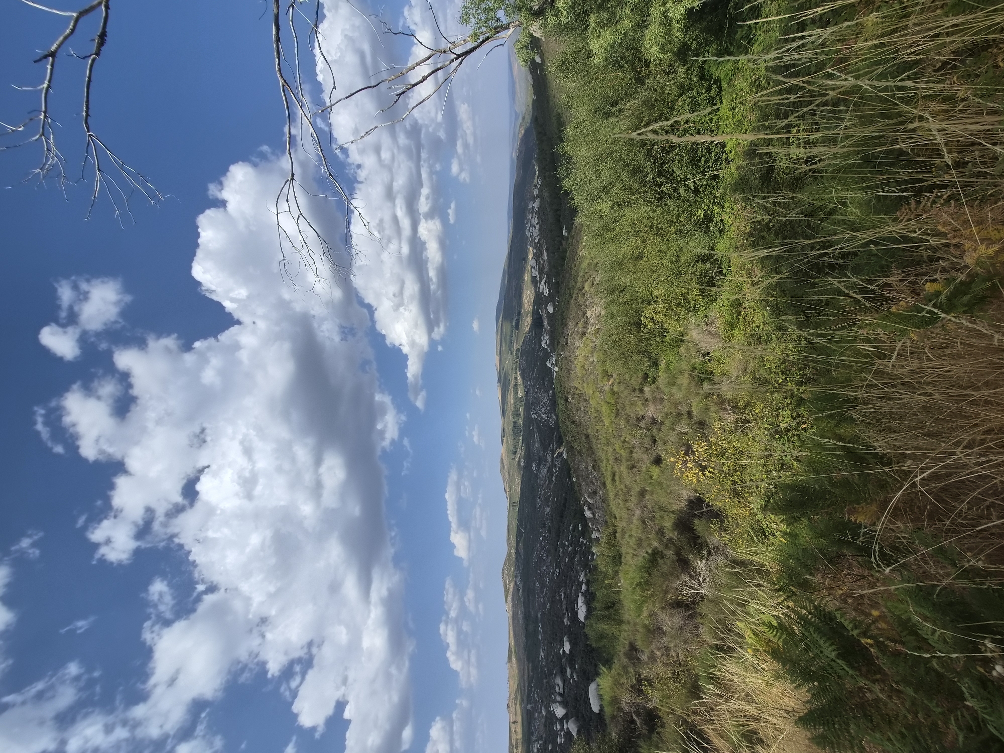 The image depicts a scenic, hilly landscape under a partly cloudy blue sky. In the foreground, tall, dry grasses and some green ferns dominate the bottom of the frame. The midground reveals a dense expanse of green shrubs and trees, with scattered larger rocks and a patch of lighter green vegetation further back. The background features rolling hills with a village nestled in a valley. The sky is a vibrant blue, punctuated by fluffy white cumulus clouds. The scene appears to be a natural, undeveloped area, possibly a park or rural terrain, in or around the city of Gouveia, Portugal. No people or specific actions are visible.
