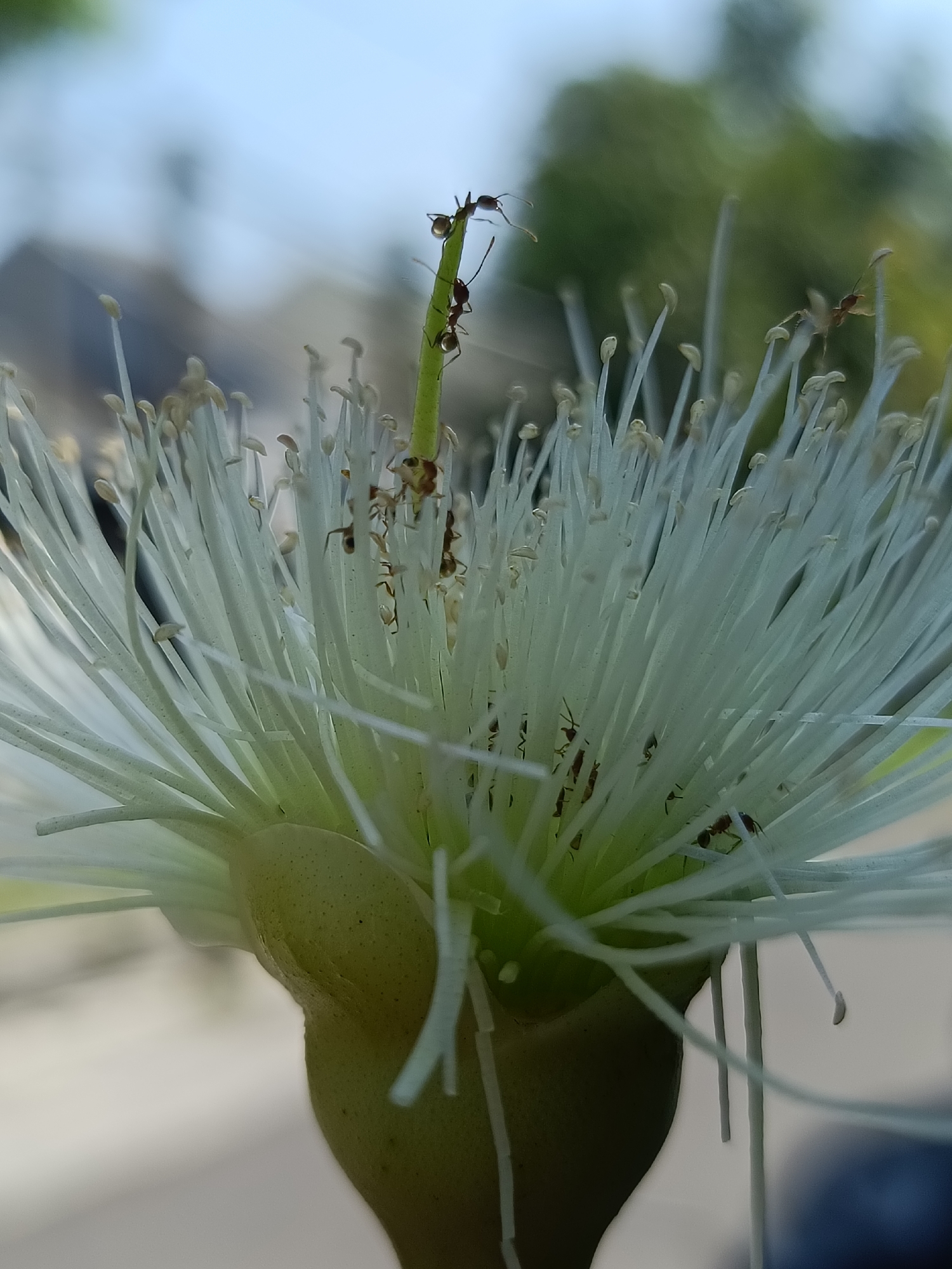A close-up, macro photograph captures a white flower with numerous fine, elongated stamens, typical of a flower found in the tropical climate of Kediri City, Indonesia. Several small, dark-colored ants are visible traversing the stamens and the central stem of the flower. The background is blurred, suggesting an outdoor setting with soft daylight. The focus is sharp on the flower and the insects, highlighting their intricate details.