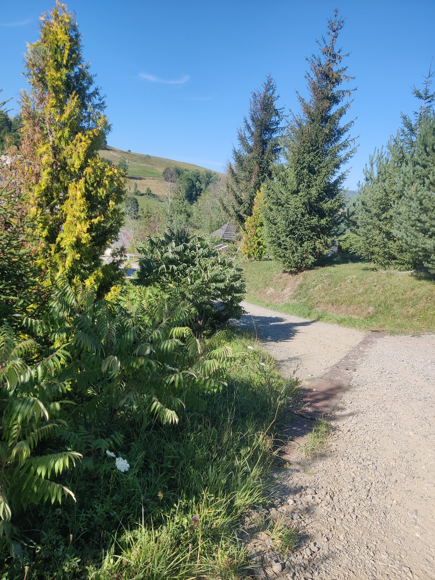 This image depicts a dirt and gravel path in Izky, Ukraine, leading uphill through a landscape dominated by evergreen trees and lush green vegetation. The path is partially shaded by the surrounding foliage. In the foreground, a cluster of leafy green bushes and tall grasses with a single white flower are visible. Behind this, a cypress-like tree with yellowish-green needles stands prominently. Further into the scene, several tall spruce trees are scattered across a grassy hillside. The sky is a clear, bright blue. The overall impression is a rural, natural setting with a well-trodden path.