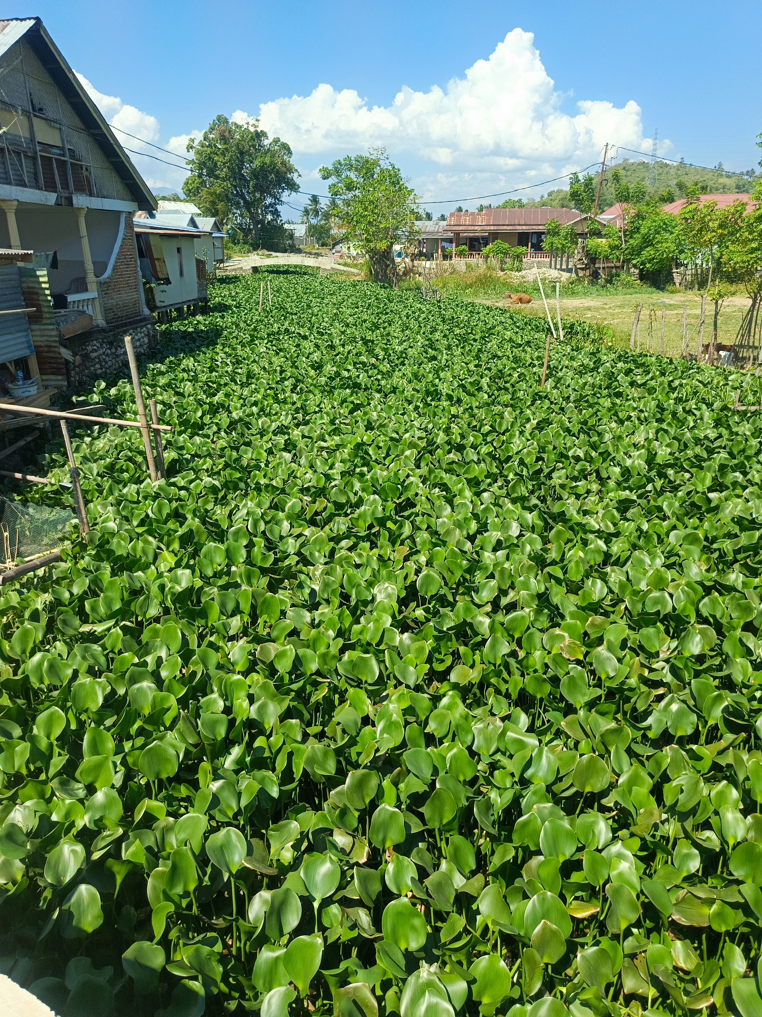 The image depicts a wide river heavily covered in water hyacinths in the city of Ilotidea, Indonesia. On the left bank, a weathered house with a corrugated metal roof and a porch supported by columns is visible. The house appears to be elevated, likely due to its proximity to the water. Further along the bank, more houses with similar construction styles can be seen, interspersed with trees. The river itself is almost entirely obscured by a dense carpet of green water hyacinth leaves. In the background, a gentle slope of land is covered with trees and vegetation, and a few more buildings are scattered across the landscape. The sky is bright blue with scattered white clouds, indicating a clear day. The overall scene suggests a rural or semi-rural environment where the river plays a significant role in the landscape and possibly the daily lives of the residents.