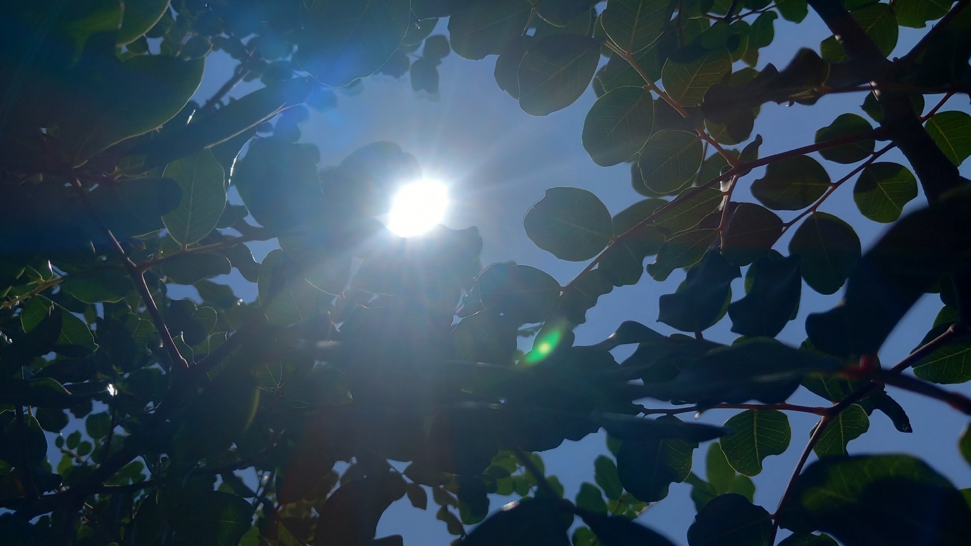 The image is a low-angle shot of tree branches and leaves against a bright blue sky. The sun is visible in the upper center of the frame, emitting strong rays of light and causing lens flare. Some of the leaves are silhouetted by the sun, while others are illuminated, showing their veins. The branches are dark and appear to be from a deciduous tree. The overall impression is that of looking up through foliage on a clear, sunny day. The location in Άγιος Νεκτάριος, Greece, is not directly discernible from the visual content of the image alone.