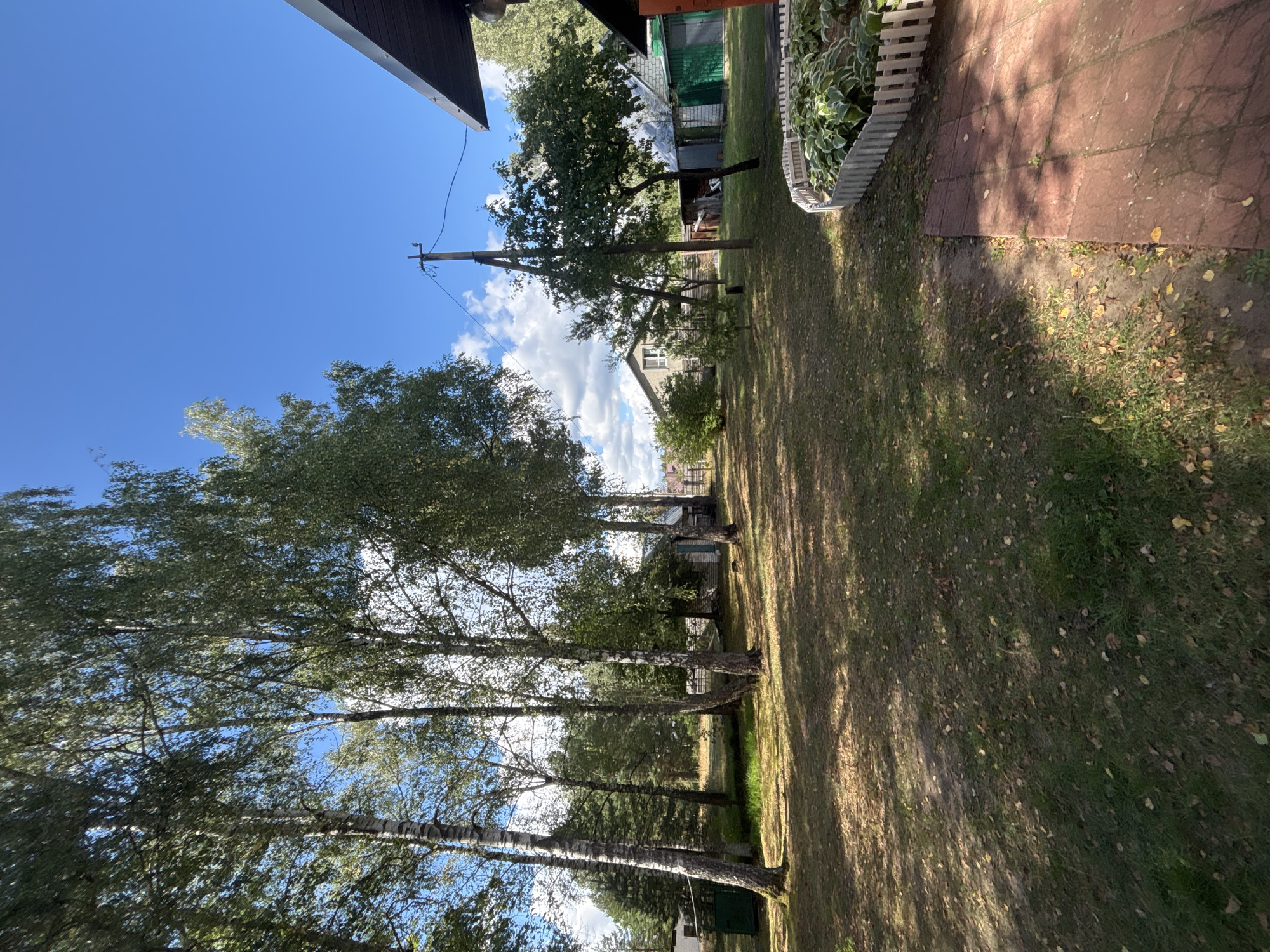 The image depicts a sun-dappled yard with a prominent line of birch trees on the left. In the background, there are several small buildings, including a light-colored house with a dark roof and a smaller, weathered structure with a green door. A utility pole with wires stands in the middle ground, near a leafy tree. The foreground shows a paved area made of red bricks, with a white picket fence enclosing a garden bed of hostas to the right. The ground is covered in grass and fallen leaves, suggesting it is autumn. The sky is a vibrant blue with scattered white clouds. The scene is located in the Доўгаўскі сельскі Савет, Belarus.