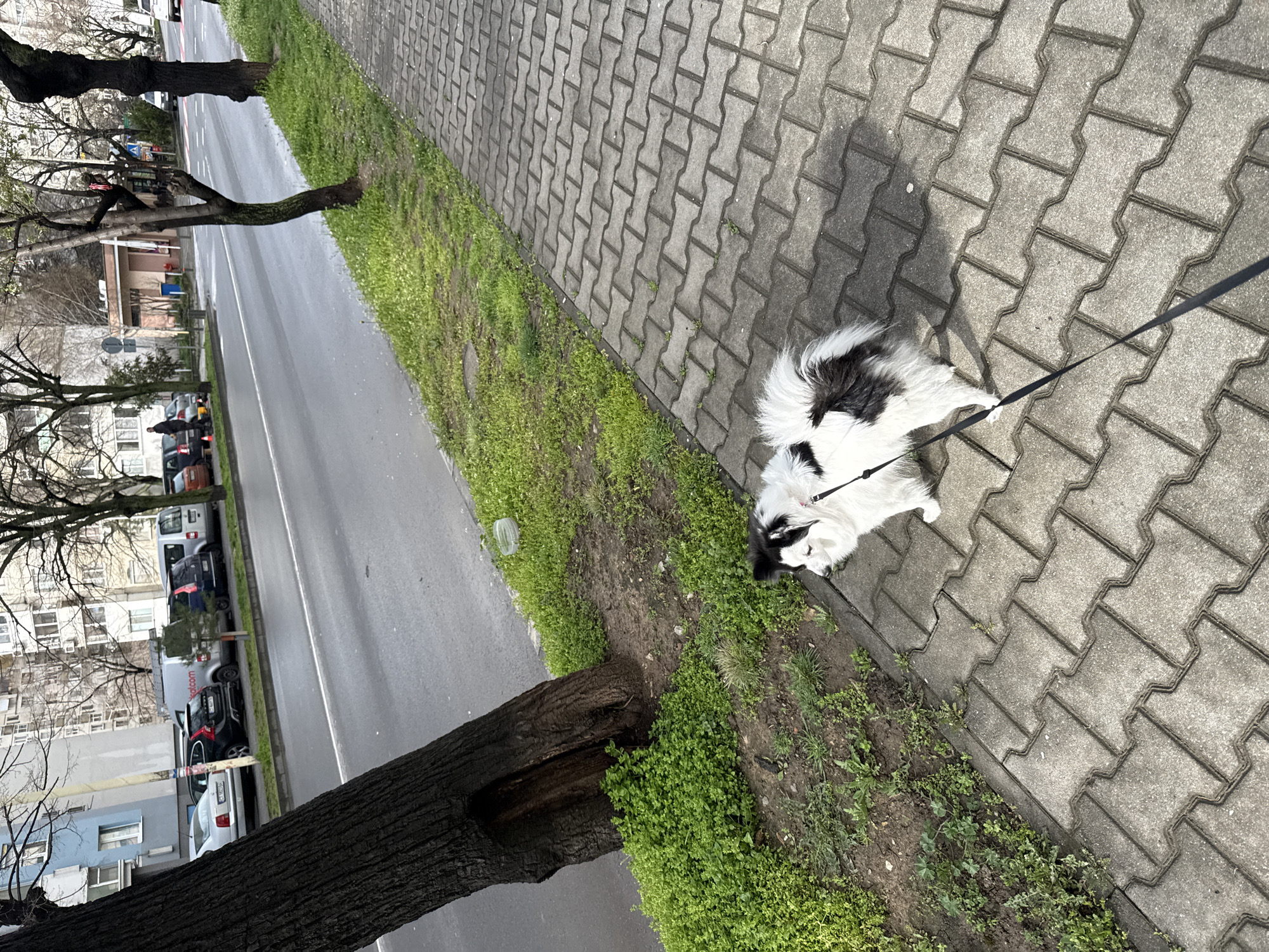 A black and white Papillon dog is on a leash on a gray concrete block sidewalk adjacent to a green grassy area. A street runs parallel to the sidewalk with parked cars on the other side. Trees line the street, with apartment buildings visible in the background. The location appears to be Stara Zagora, Bulgaria, based on visual cues typical of urban Bulgarian streetscapes.