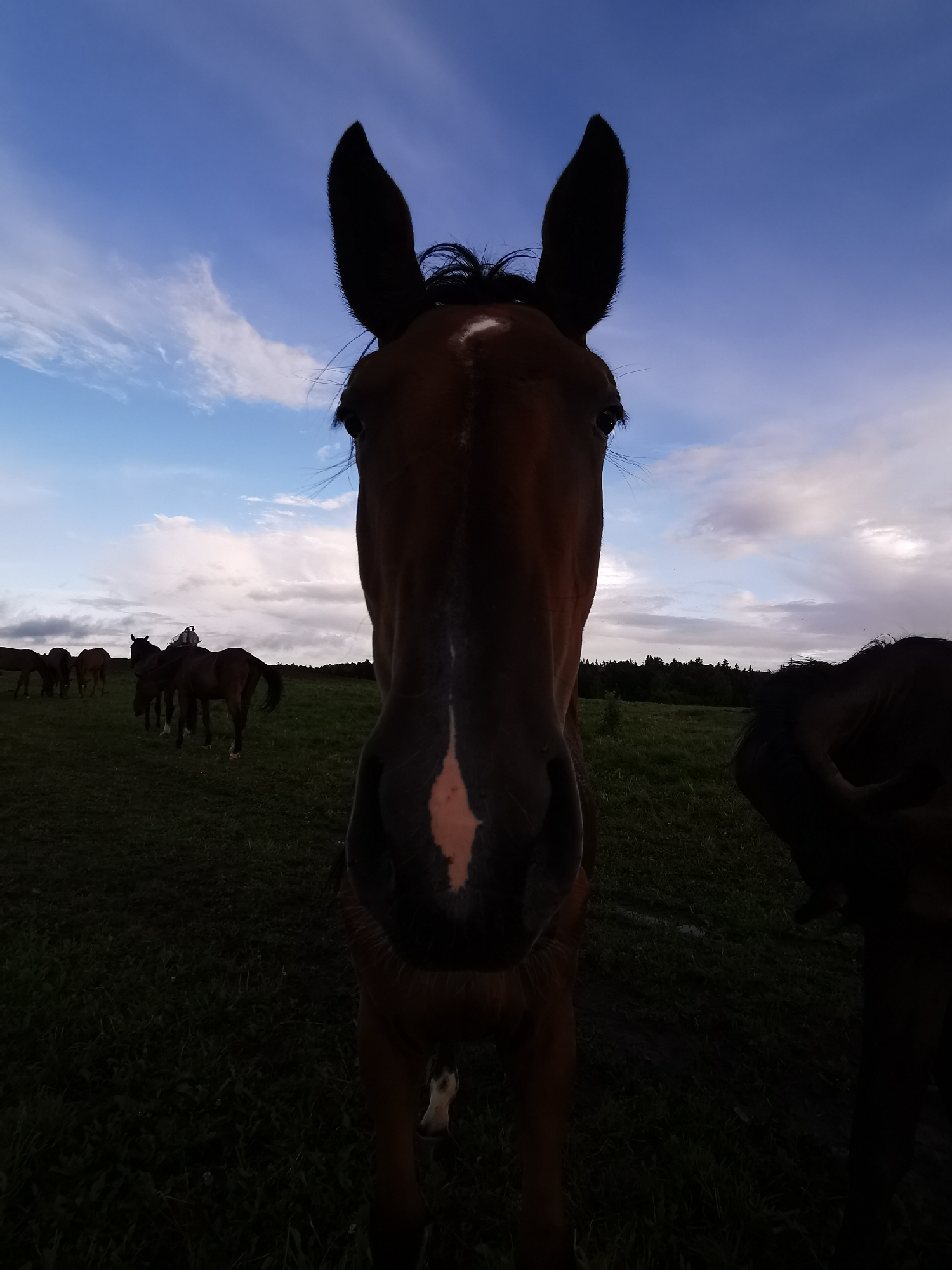 In Galinė, Lithuania, at dusk, a close-up shot captures the head of a dark brown horse facing the camera. The horse has large, prominent ears and a white blaze on its face. In the background, a herd of horses grazes in a grassy field under a cloudy sky with hints of blue. A dark treeline borders the horizon. The image is dark and moody, with the foreground subject silhouetted against the fading light.