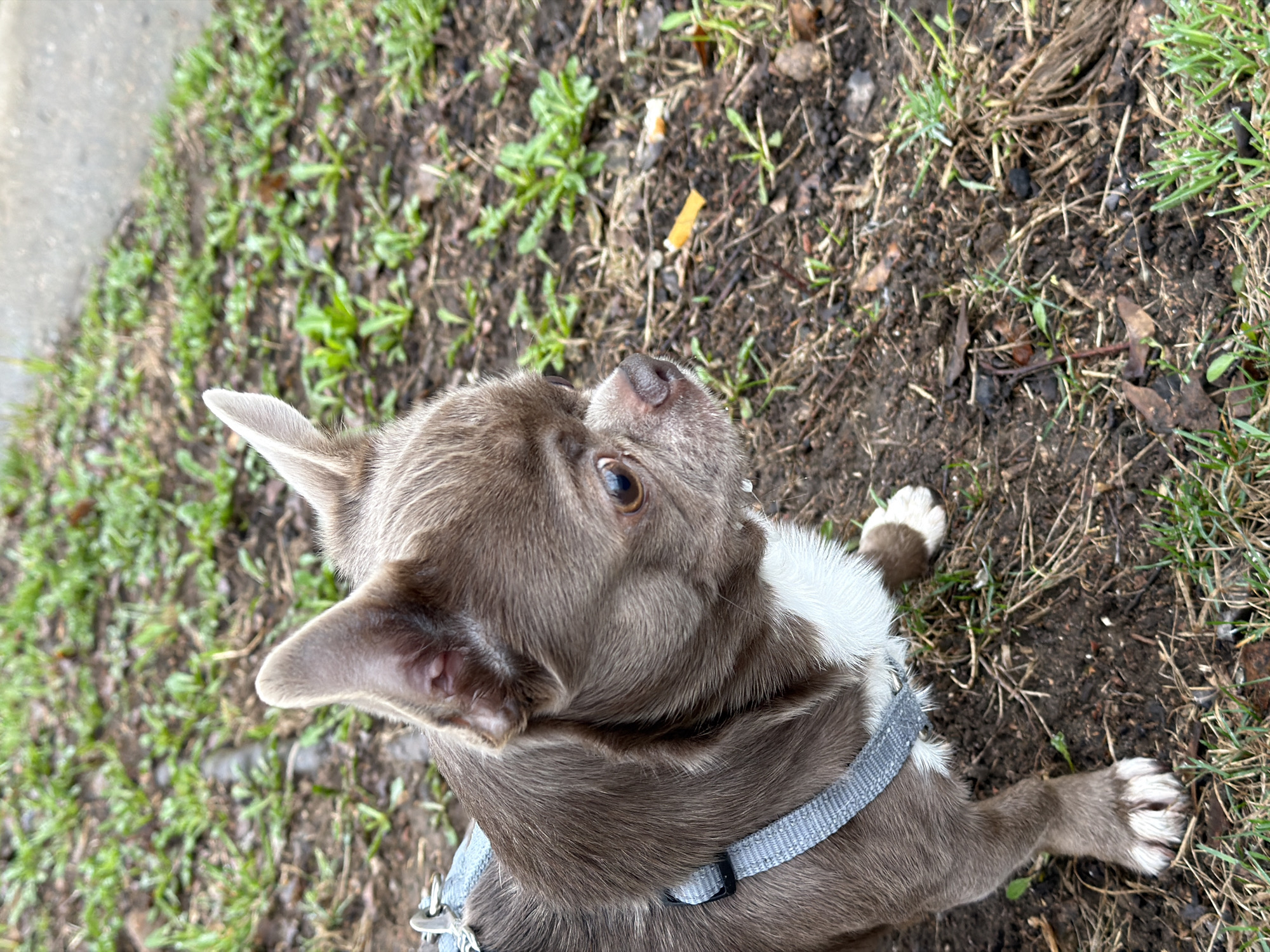 A close-up, high-angle shot shows a small, light brown dog with white markings on its chest and paws lying on a mix of dirt, grass, and dead leaves. The dog is wearing a gray harness. The background consists of patches of green grass and dirt. A cigarette butt is visible amidst the ground debris. The location is outdoors and appears to be a park or grassy area. There are no people in the image. The location within Votkinsk, Russia, is undeterminable.