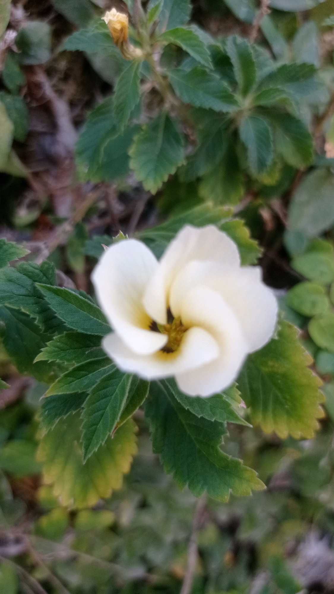 A white, five-petal flower with a yellow center is in focus in the foreground, surrounded by green leaves and foliage. The flower appears to be slightly swirled. The leaves are serrated and some exhibit yellowing at the edges. The background is blurred, suggesting a shallow depth of field. The scene depicts a plant in a natural outdoor setting, possibly a garden or park in Batu, Indonesia, given the tropical flora.