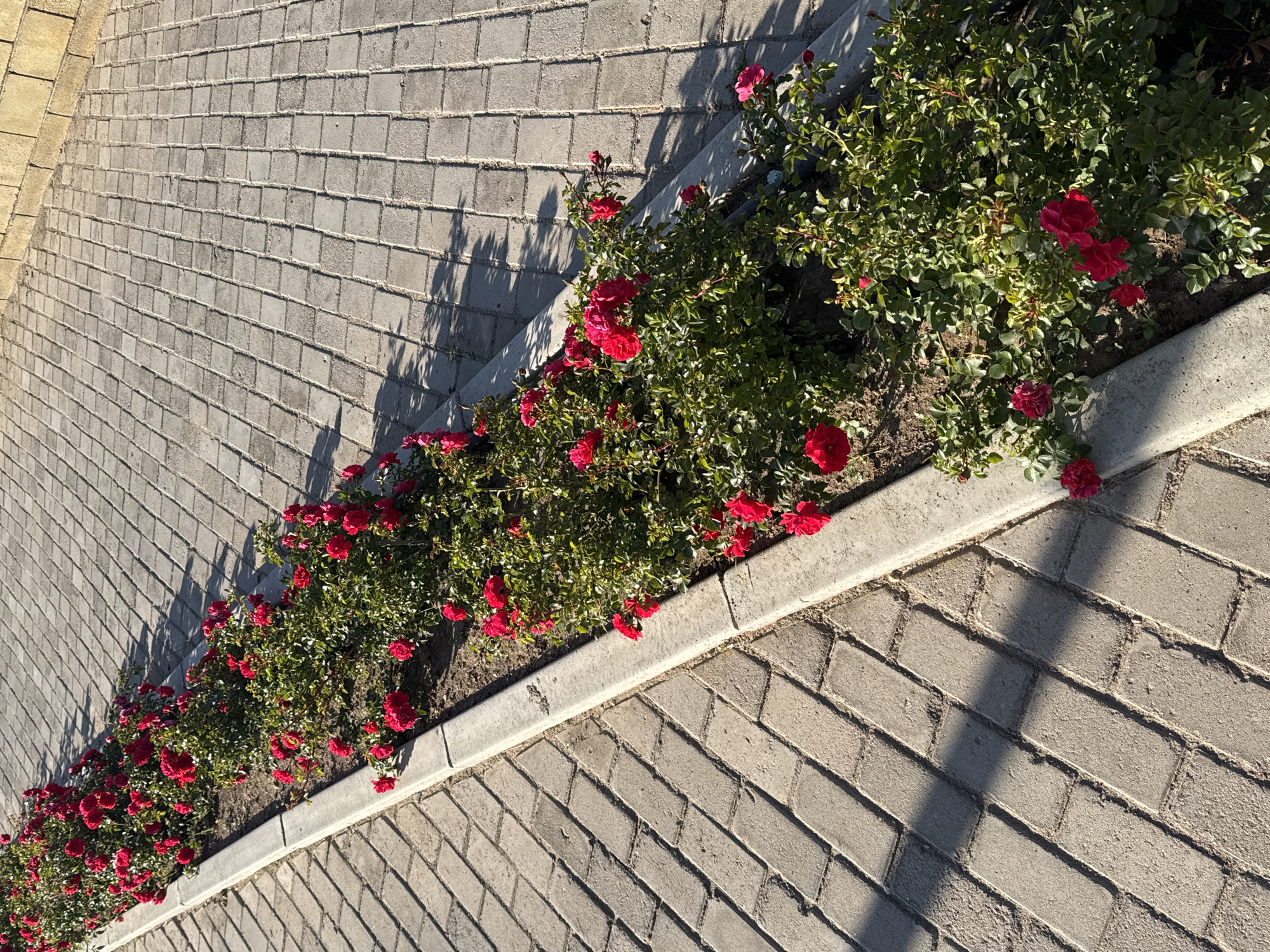 The image shows a flowerbed of red roses with green foliage planted along a paved walkway. The walkway is made of rectangular grey concrete pavers laid in a herringbone pattern. A concrete curb separates the flowerbed from the walkway. The scene is outdoors, and the lighting suggests it is daytime, with shadows cast by the roses and the curb onto the walkway. The background features a rough-textured yellow wall. The location is identified as Sary-Oy, Kyrgyzstan. There are no people or animals visible in the image.