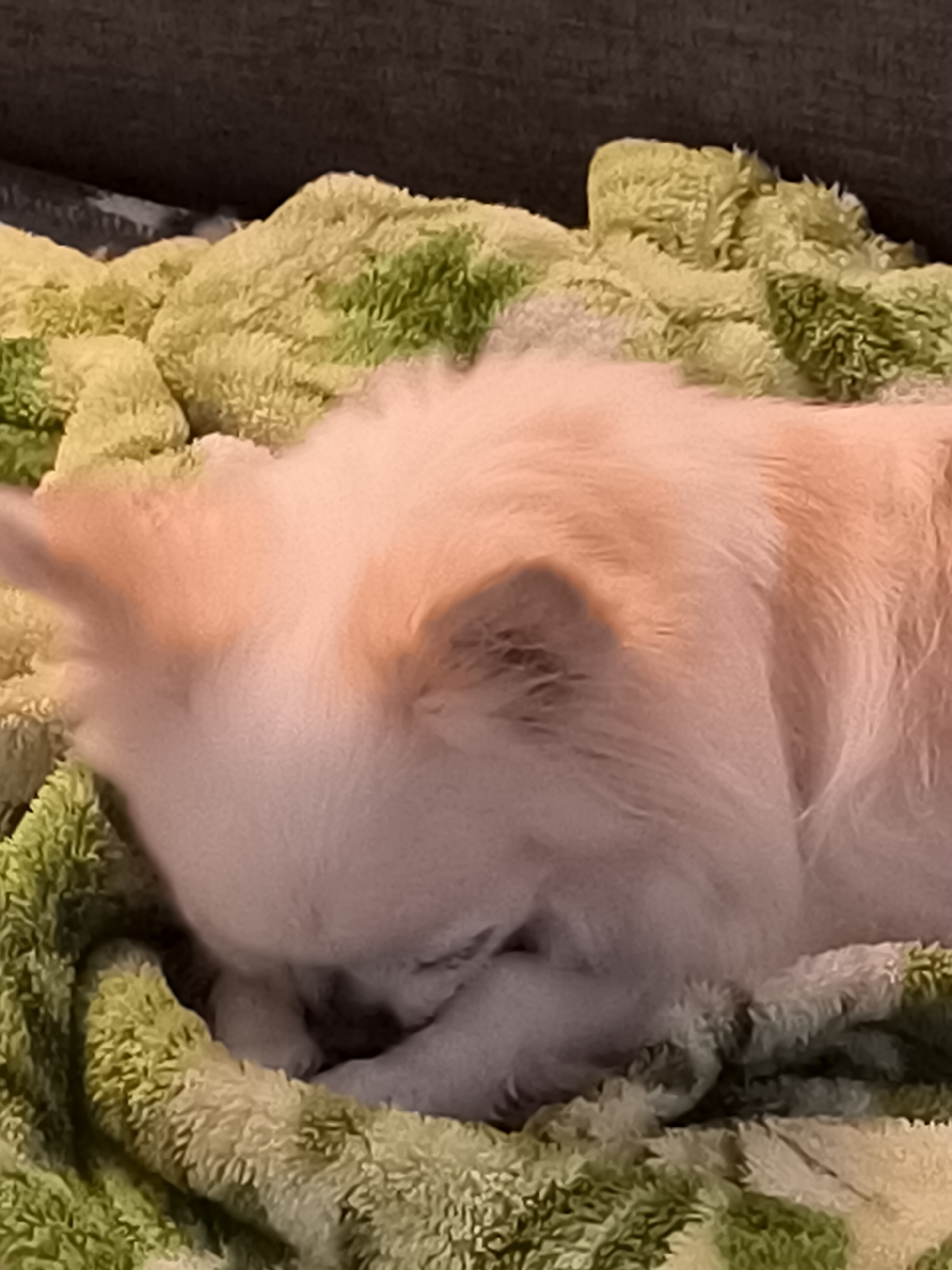 A small, fluffy dog with light-colored fur is sleeping curled up on a green and yellow patterned blanket. The dog's head is tucked into its body, and its paws are visible beneath its chin. The blanket appears to be soft and plush. The background is dark and out of focus, suggesting the photo was taken indoors. This image was captured in Dercekliai, Lithuania.