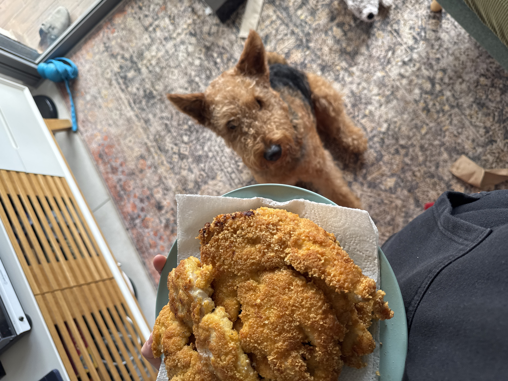 The image depicts an indoor domestic setting, likely in Ramat Gan, Israel. A first-person perspective shows a person's left hand holding a light blue plate containing multiple golden-brown, breaded cutlets, resting on a white paper towel. A small portion of the person's black pants is visible in the lower left. To the right of the plate, a brown and black Airedale Terrier-type dog is seated upright on a patterned rug, looking intently upwards towards the food. The rug features a complex, faded pattern in shades of grey, brown, and beige. In the background, a light-colored media console or cabinet with horizontally slatted wooden doors is visible. To the right of the dog, near what appears to be a glass door or window frame, a bright blue knotted rope dog toy and a grey slipper are on the rug. The scene suggests an interaction where the dog is observing the food held by the person.