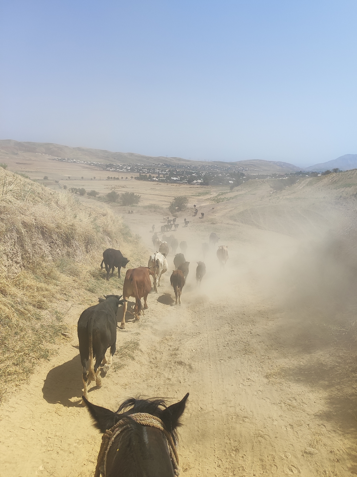 A herd of cattle is being driven along a dusty dirt road, viewed from the perspective of someone riding a horse. The cattle are in various shades of brown, black, and white. The road is situated in a dry, arid landscape with rolling hills in the background. In the distance, a village is visible, with low-lying buildings and a few trees. The sky is clear and blue, with a hazy, light-filled atmosphere. The scene appears to be set in or near Sultonobod, Tajikistan, given the dry climate and hilly terrain characteristic of the region. The dust kicked up by the animals indicates movement and activity.