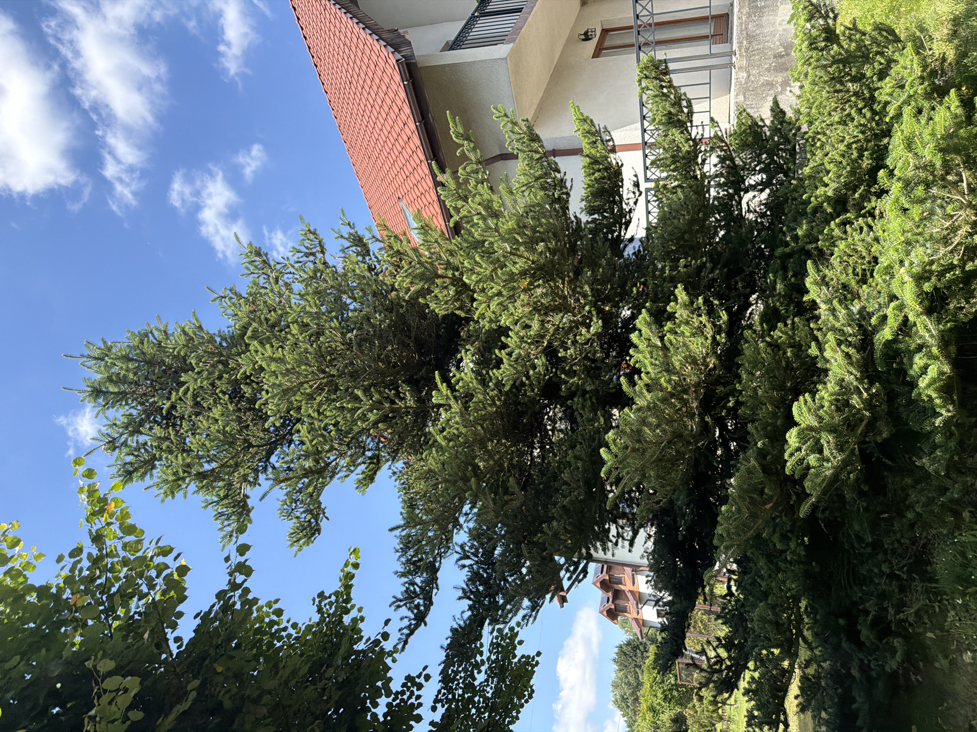 The image depicts a sunny day in Strzyżowice, Poland. A large coniferous tree with dense green foliage dominates the foreground, casting shadows on the surrounding grass. To the right, a white house with a red tile roof is partially visible. The house features a balcony with a black metal railing and a brown-framed window. In the background, more trees and a blue sky with scattered white clouds complete the scene. The lower left of the image shows the leaves of another tree, providing a contrast to the evergreen. The overall impression is one of a residential outdoor setting.