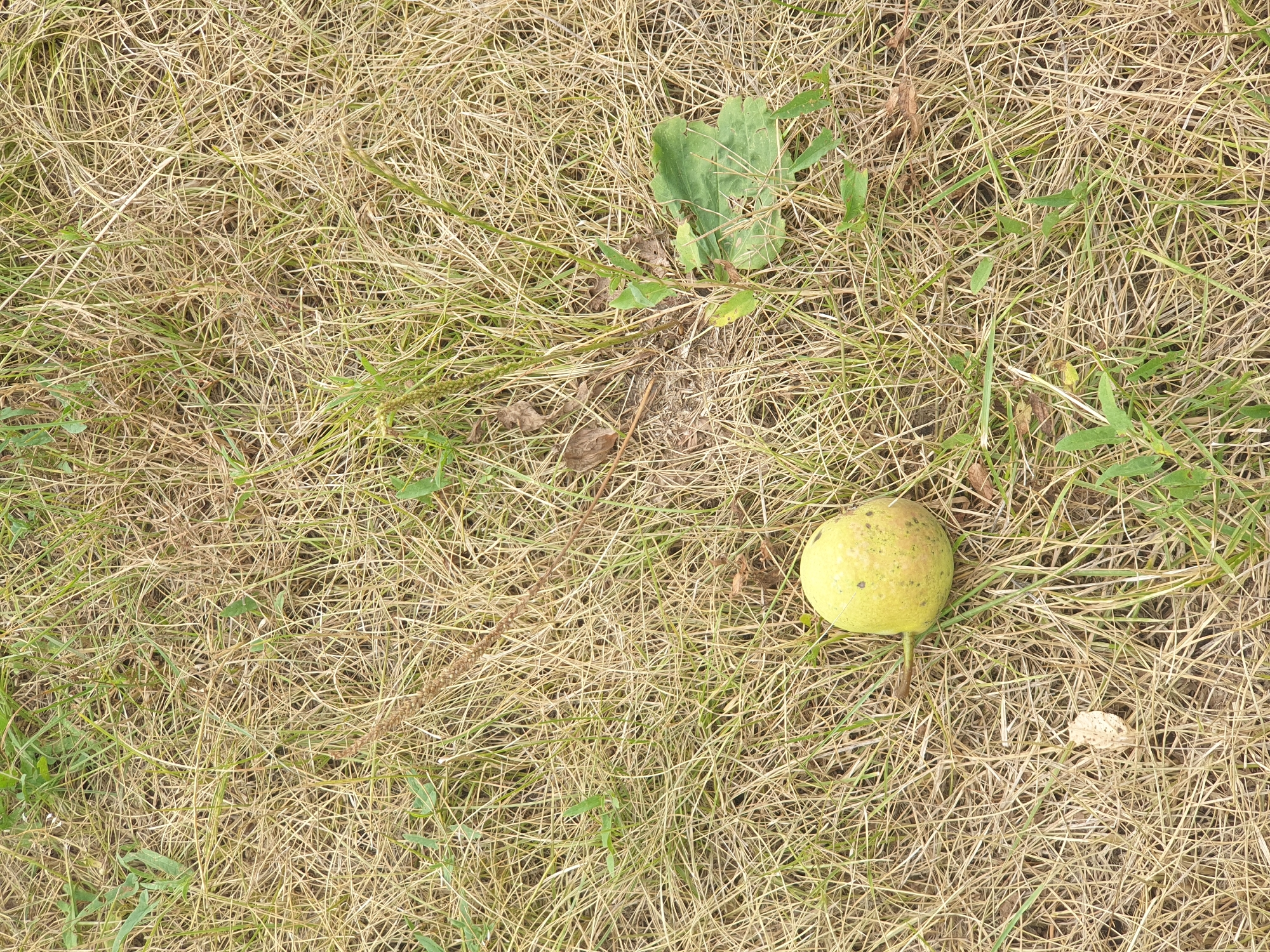 A single, light green pear lies on a patch of dry, straw-like grass with sparse green shoots and a few scattered brown leaves. The pear is slightly oval-shaped with a small stem. The background is entirely composed of this dry grass, creating a muted, earthy texture. The image appears to have been taken outdoors, likely in a natural or uncultivated area. The scene is devoid of any human presence or activity. The location of Lozovyi Yar, Ukraine is not visually represented in the image itself.
