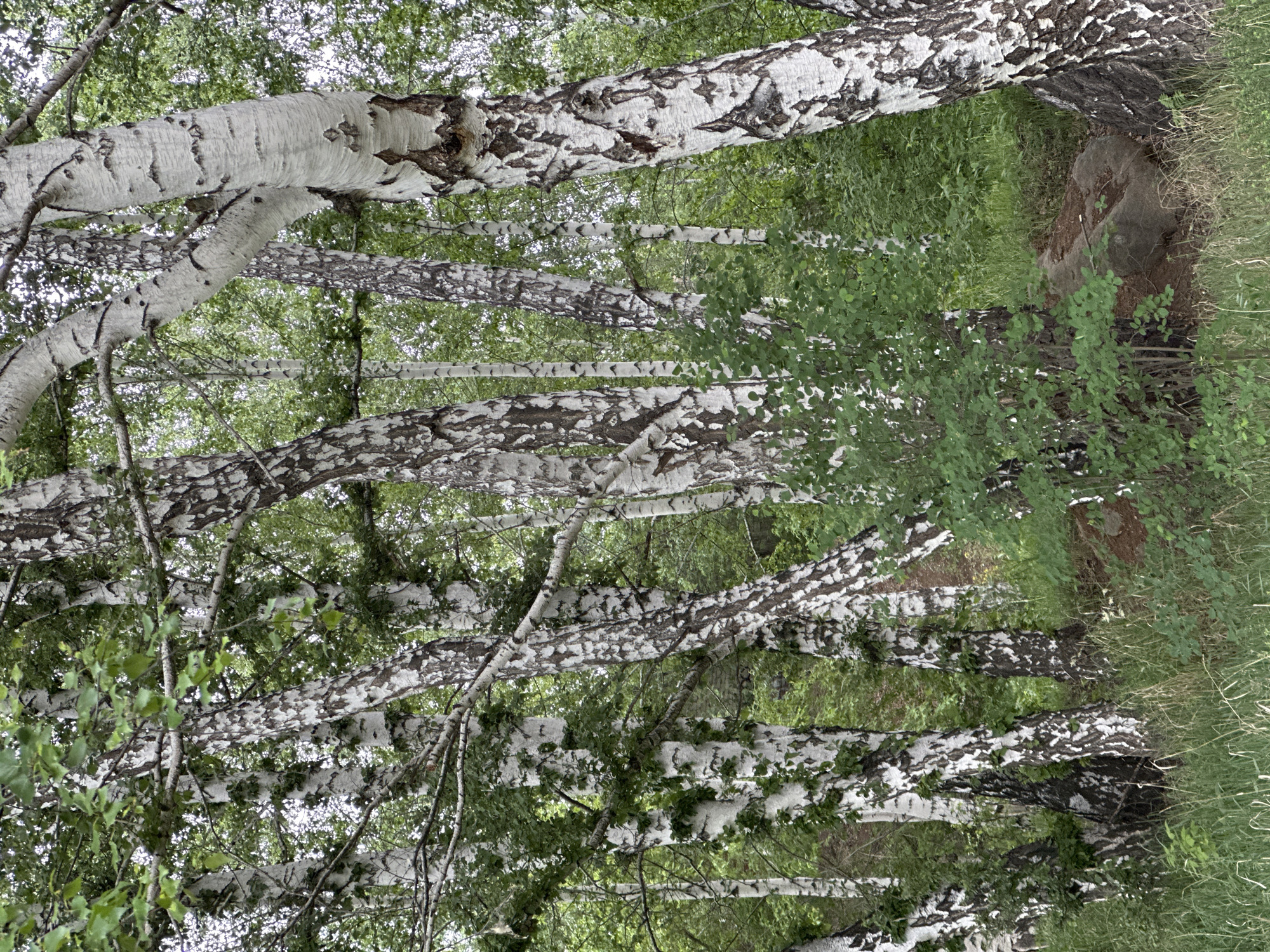 The image captures a dense grove of birch trees, characterized by their distinctive white bark mottled with dark, irregular patterns. Due to the image's orientation, the numerous tree trunks and branches predominantly run horizontally and diagonally across the frame, creating a layered effect. The white bark stands out against the vibrant green leaves of the birch trees and the surrounding undergrowth.
Many branches, ranging in thickness, extend and intertwine, some exhibiting graceful curves. The foliage is a lush green, suggesting a temperate season, likely spring or summer. The background consists of more blurred green vegetation, indicating depth within the woodland.
On the right side of the image, nestled among green grass and smaller leafy plants, a large, dark-colored rock is partially visible. The ground is covered with rich green grass and various plants, contributing to a natural, undisturbed forest floor.
The lighting is soft and diffused, without harsh shadows, which might suggest an overcast day or a well-shaded environment within the grove. There are no people or animals present, and no specific activity is occurring. The scene conveys a tranquil, natural setting, highlighting the unique textures of the birch bark and the verdant surroundings. No text is visible in the image.