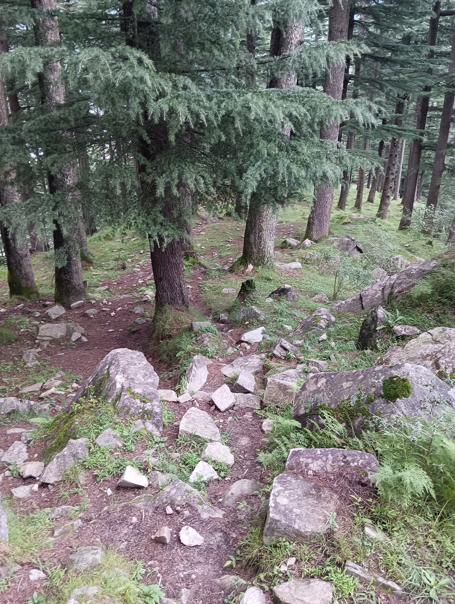 The image depicts a natural forest scene with a path winding through it. Large trees with dark, textured bark and dense green foliage dominate the scene. The ground is covered with a mixture of dirt, rocks of various sizes, and sparse green grass. The path appears to be made of compacted dirt and is strewn with small pebbles and fallen leaves. In the foreground, larger rocks are scattered, some covered with moss. The overall impression is one of a tranquil, undeveloped natural area. The location is specified as the city of Chhyal, India, suggesting this is a common landscape in the region. There are no people or animals visible in the image.