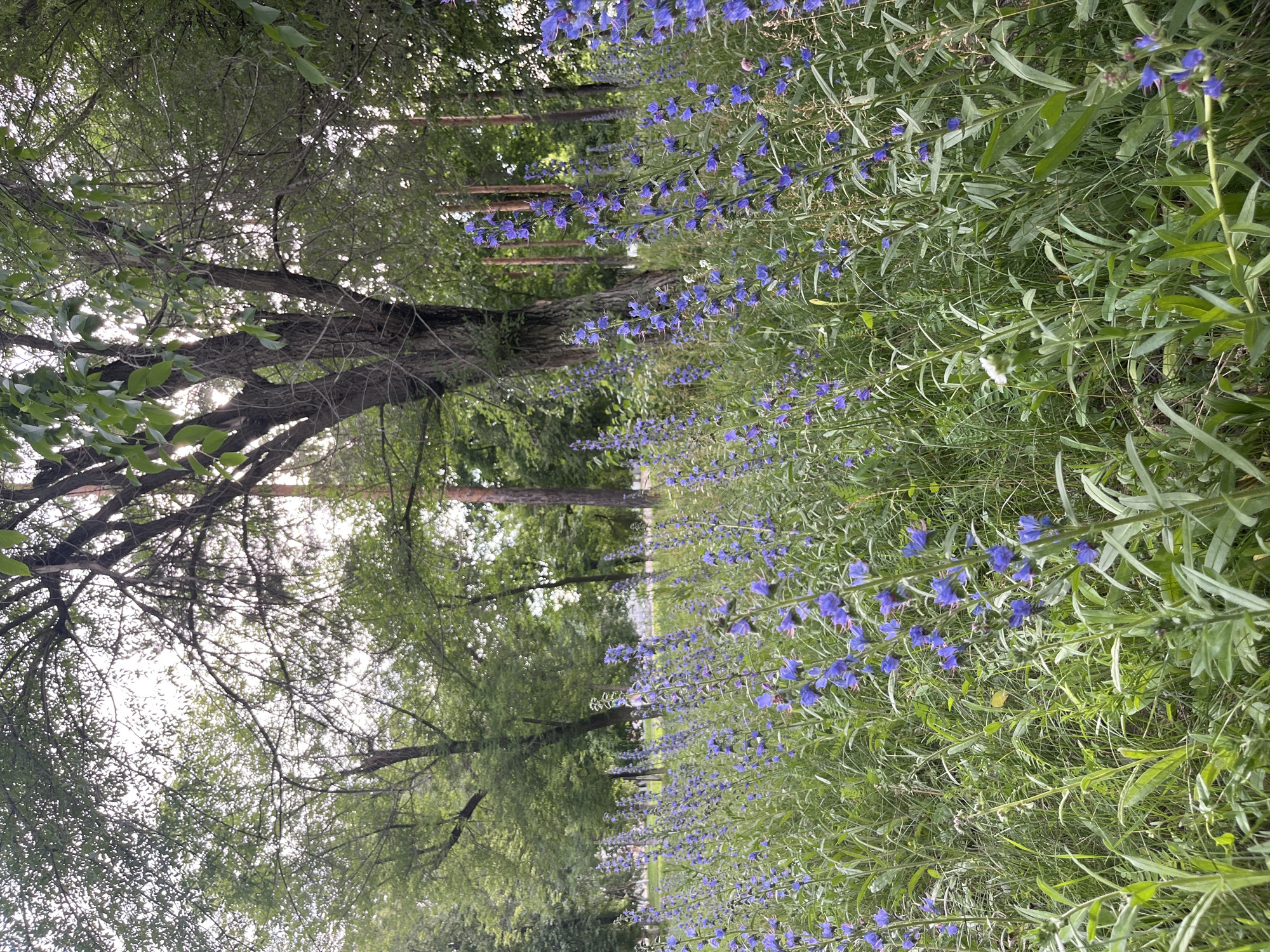 The image depicts a natural scene with a focus on a dense field of blue wildflowers, likely Viper's Bugloss, lining a path or a clearing. The flowers are in full bloom, with tall stalks topped with clusters of vibrant blue blossoms. They stretch along the right side of the frame, creating a striking contrast with the surrounding greenery. To the left, a large, mature tree with rough bark and intricate branches dominates the foreground. Its leaves, a lush green, filter the sunlight, creating dappled patterns on the ground. In the background, more trees and foliage can be seen, suggesting a wooded area or a park. The overall setting appears to be outdoors, in a location with ample natural vegetation. The lighting suggests it might be a bright day, possibly late morning or early afternoon, as sunlight is visible filtering through the trees. There are no people or specific objects visible other than the natural elements. The scene evokes a sense of tranquility and natural beauty. The location context provided places this scene in Oktyabrsky, Russia. There is no visible text in the image.