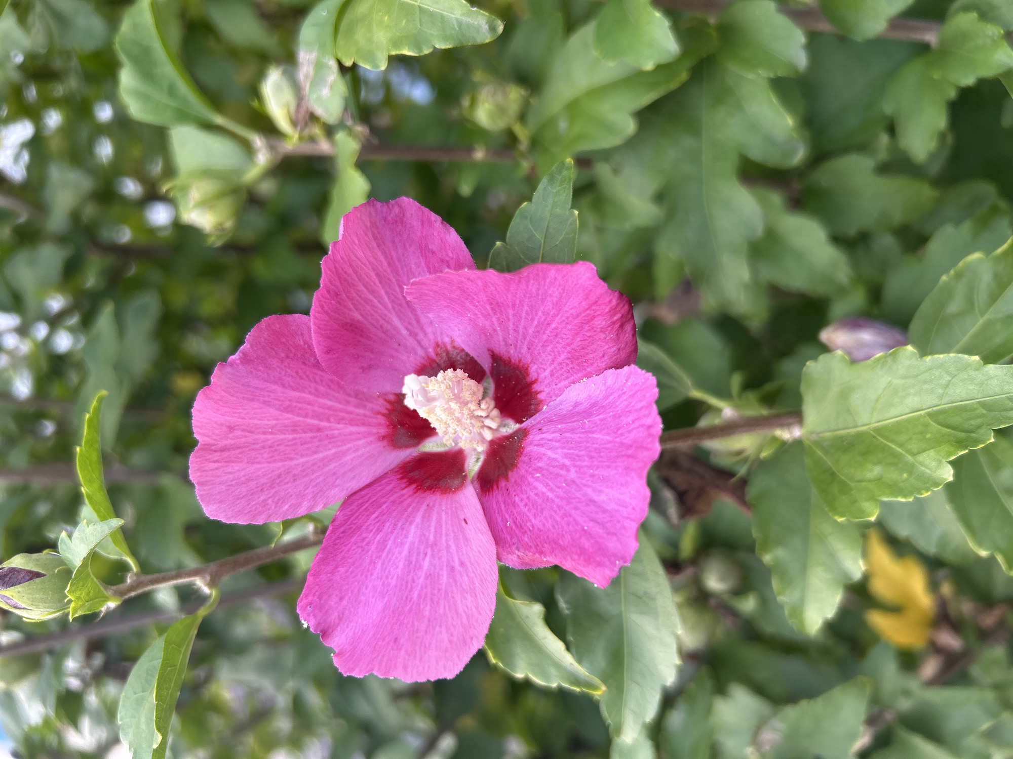 A close-up, eye-level, vertical shot shows a vibrant pink hibiscus flower in full bloom, occupying the center of the frame. The petals are a bright, fuchsia pink with lighter pink veining, and the center of the flower features a darker pink or red hue surrounding a cluster of pale yellow stamens. A single green bud is visible above and to the left of the main flower. The flower is surrounded by lush green foliage, with some leaves in sharp focus and others blurred, suggesting a shallow depth of field. The background is also softly blurred, showing more greenery and hints of dappled sunlight. The overall impression is one of a sunny day in a garden. The specific location in the city of Detmold, Germany, is not discernible from the image itself.