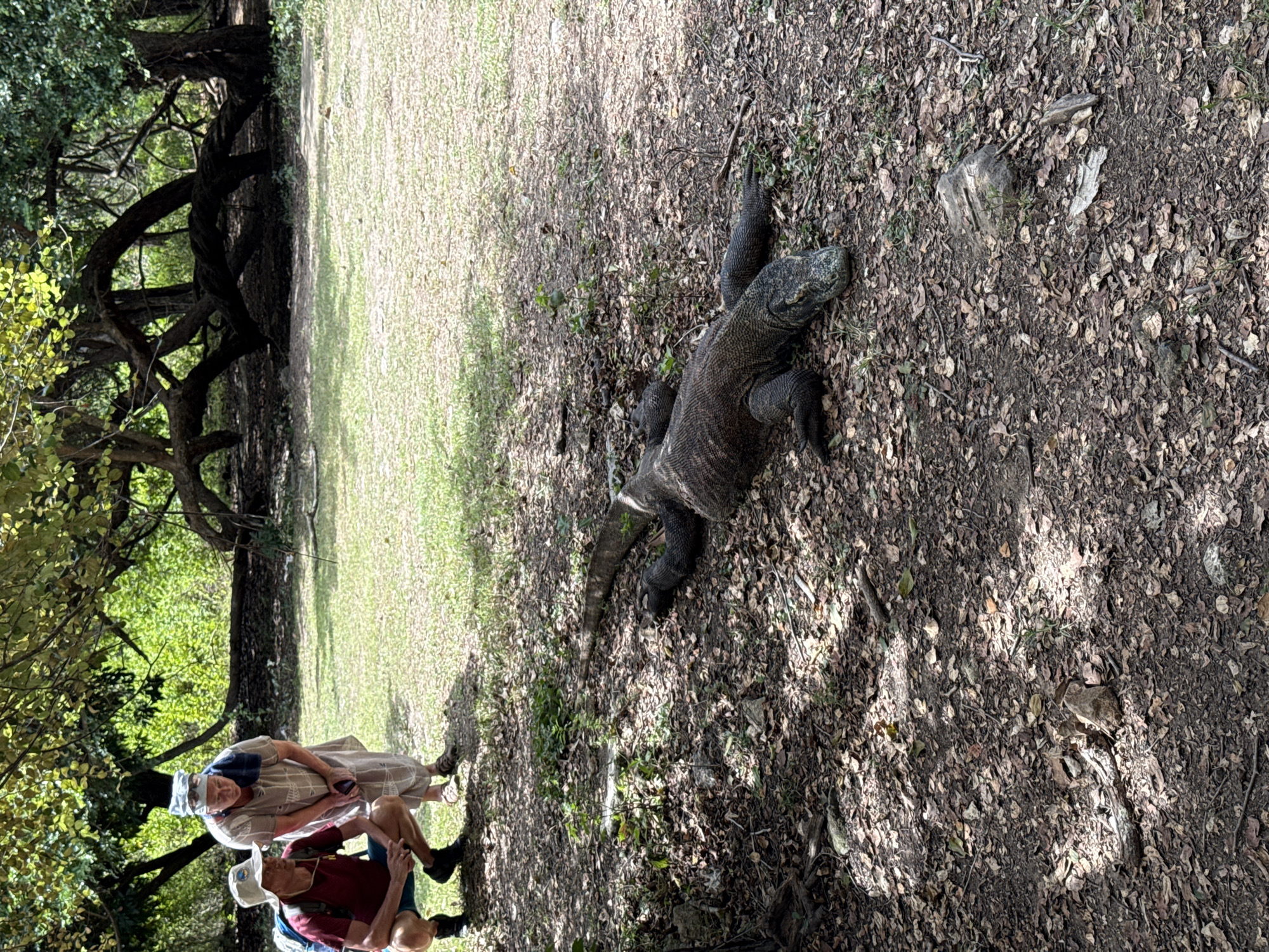 The image shows a Komodo dragon on the ground in a shaded area with leaf litter in Unknown, Indonesia. The Komodo dragon is dark in color and appears to be moving. Two people are standing in the background looking at the dragon, facing the dragon. The ground consists of dirt and dried leaves. There are trees in the background, creating the shaded environment.