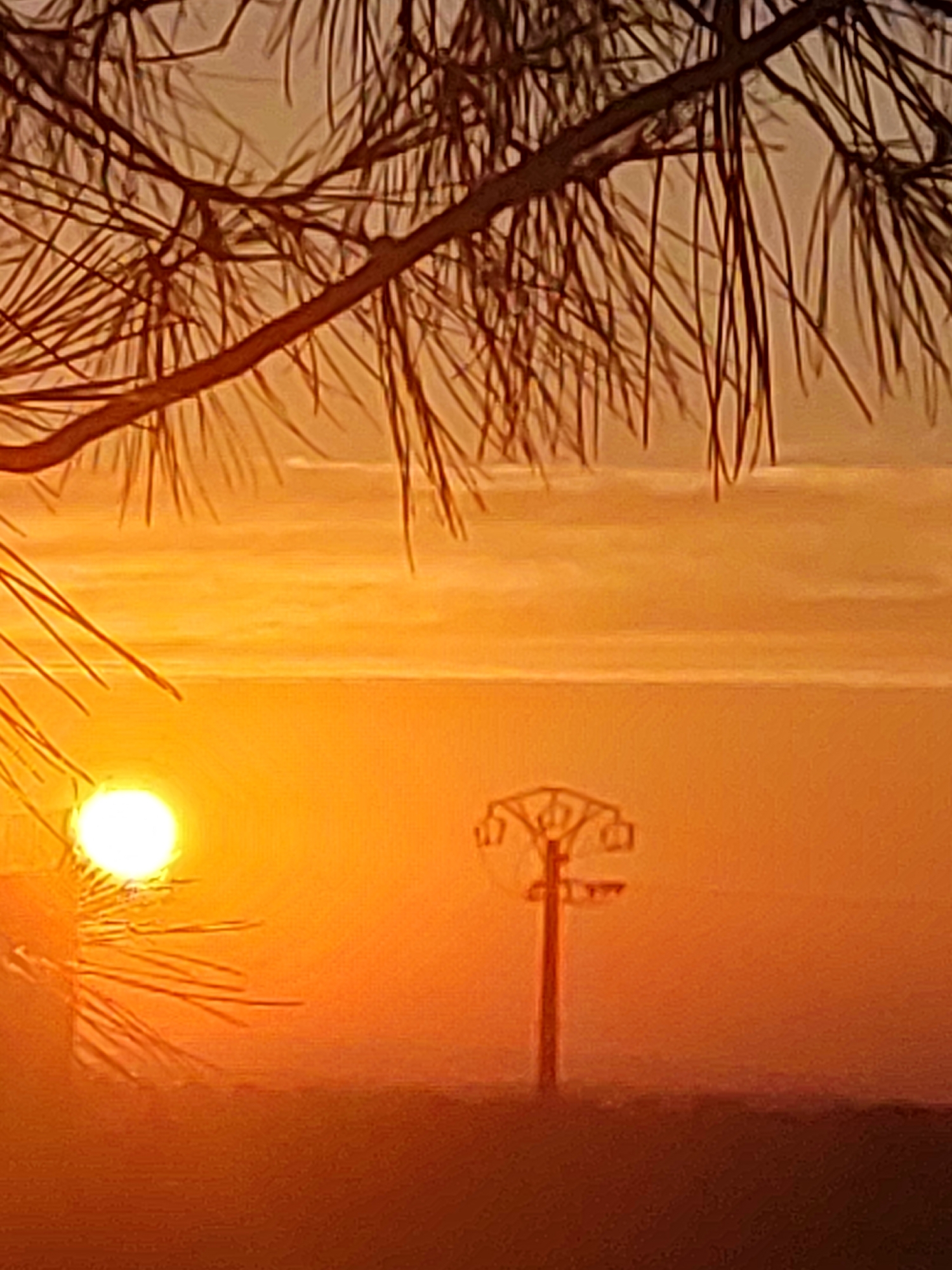 The image shows a sunset with the sun, a bright orange orb, low on the horizon, casting an intense golden glow across the sky. Pine needles and branches of a tree hang down from the top of the frame, silhouetted against the luminous sky. In the middle ground, a solitary electrical pylon stands tall, its metal structure faintly visible through the hazy orange light. The lower portion of the image depicts a dark, indistinct landscape, possibly fields or hills, merging into the twilight. The scene conveys a serene and atmospheric mood. This image was captured in Sobradillo, Spain.