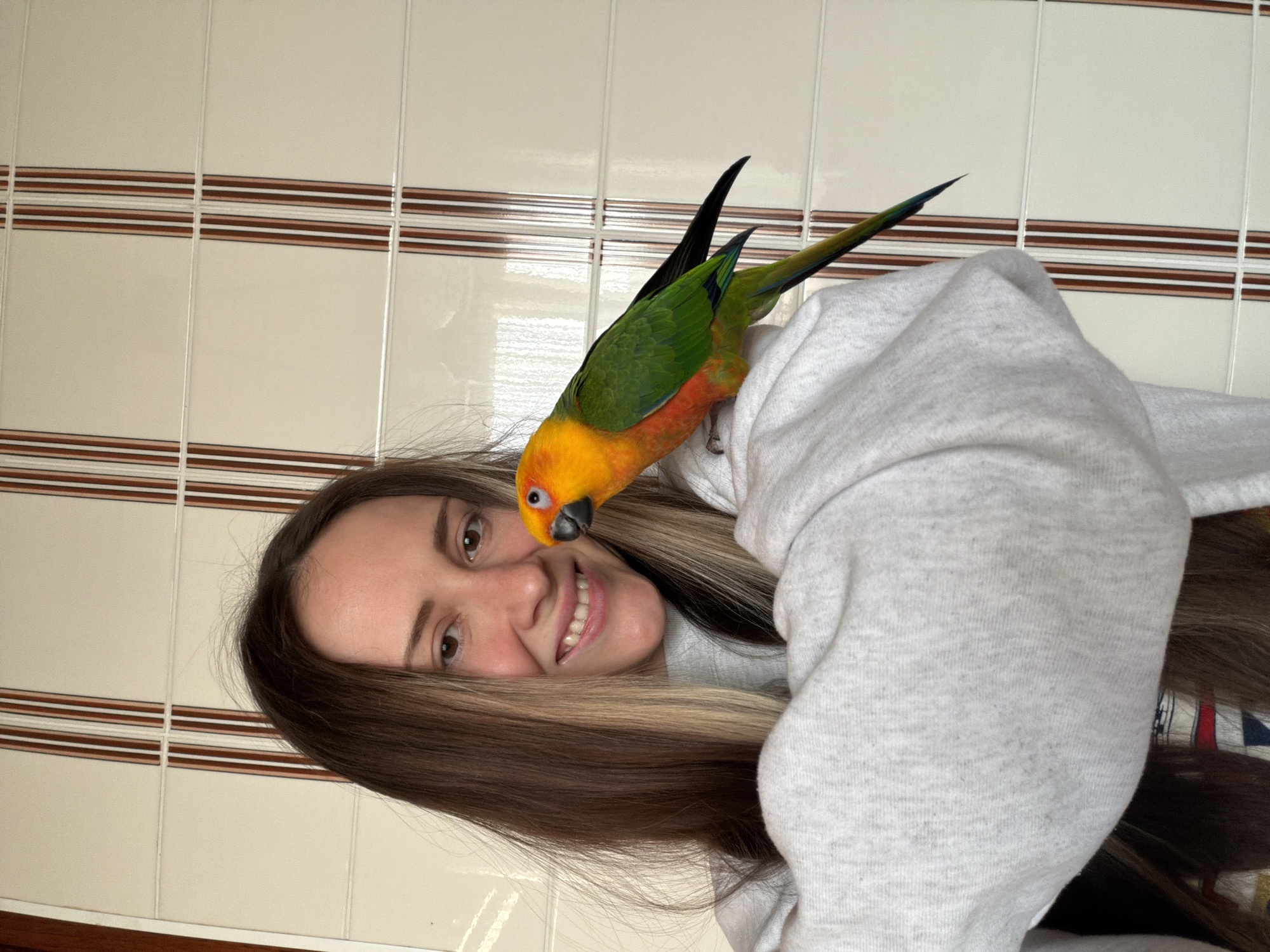 The scene, located in Khimki, Russia, displays a female subject and a parrot in an indoor environment. A Caucasian female, estimated to be between 20 and 35 years old, with long, straight brown hair featuring lighter highlights, is depicted smiling directly at the camera. She is wearing a light grey long-sleeved sweatshirt. Perched on her left shoulder is a parrot, identified as a Sun Conure or a closely related species. The bird exhibits prominent orange-yellow coloration on its head, neck, and chest, transitioning to vibrant green on its back and wings. Its tail is dark, with a visible blue tip. The parrot's head is turned towards the female's face. The background consists of rectangular wall tiles, horizontally aligned, in a light, possibly off-white or cream color, with white grout lines. Vertical decorative stripes, each composed of three narrower tiles (brown, light brown, and white), are intermittently visible across the tiled surface.