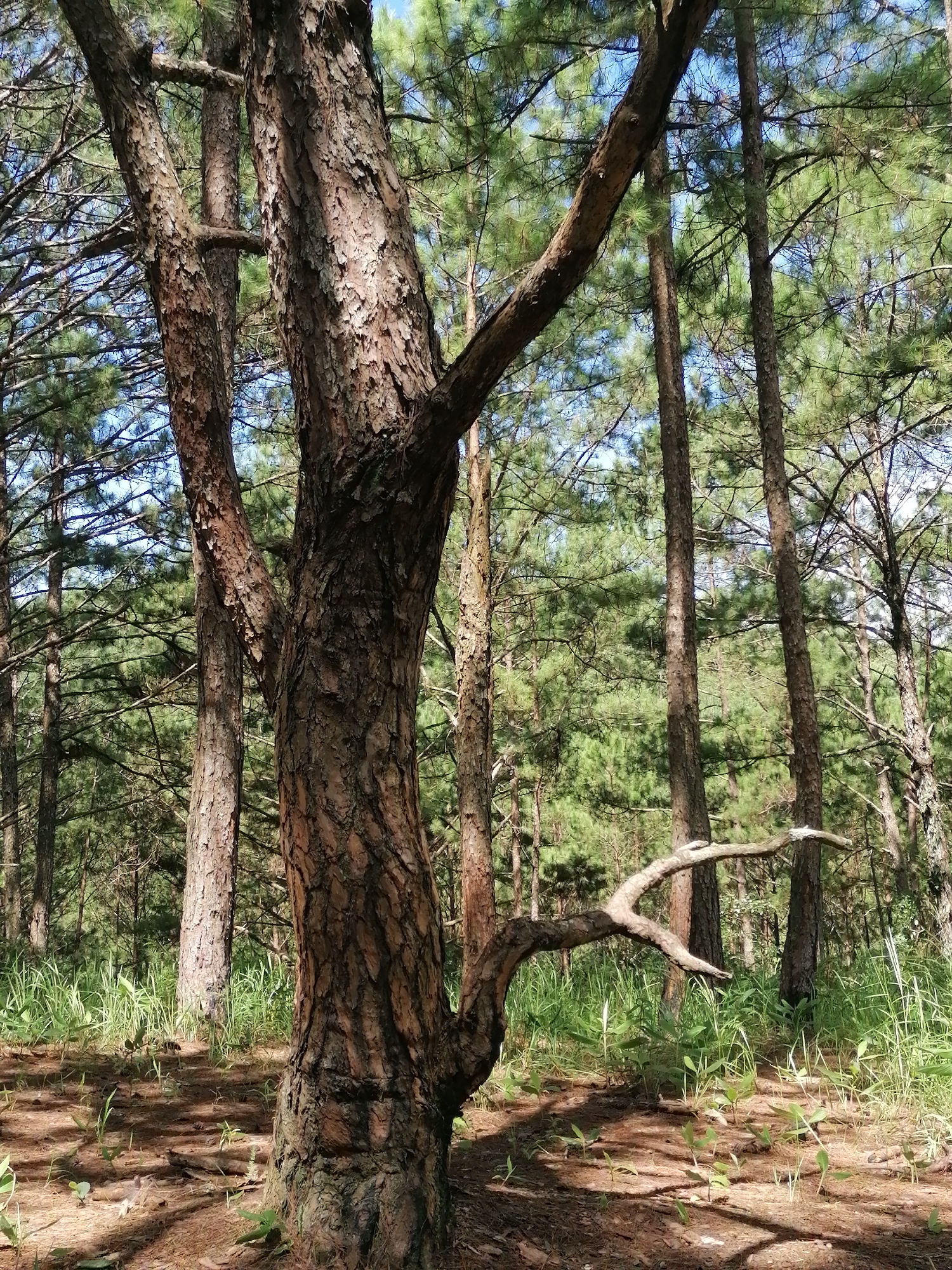 The image depicts a forest scene in Da Lat, Vietnam, characterized by tall pine trees with textured bark. In the foreground, a large pine tree trunk with prominent branches dominates the frame. Sunlight filters through the dense canopy, casting dappled shadows on the forest floor, which is covered with pine needles and sparse green grass. The background shows a dense collection of pine trees, their needles forming a lush green backdrop against a clear blue sky. The overall impression is a serene and natural forest environment, likely a park or a trail within Da Lat. There are no people or animals visible in the image.