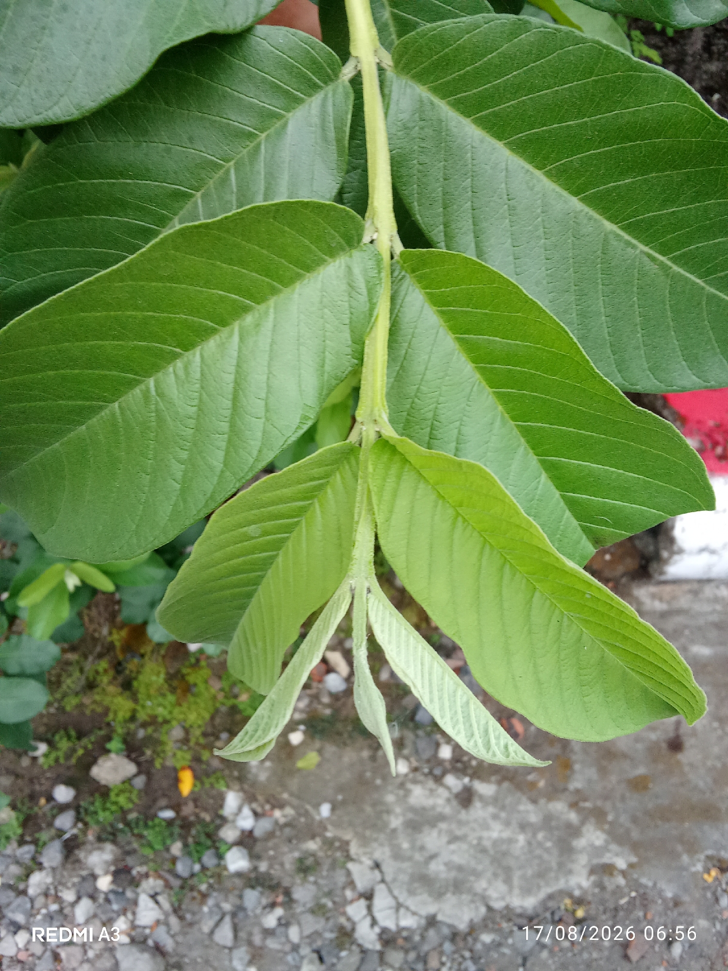 The image shows a close-up view of guava leaves on a branch, with a blurred background of ground and some vegetation. The leaves are various shades of green, with some young leaves appearing lighter. The stem of the branch is visible, and it is a light green color. The ground in the background consists of small rocks and dirt. A red and white object is partially visible in the upper right corner. The bottom left corner of the image shows "REDMI A3" and the bottom right corner shows "17/08/2026 06:56". The image was taken in Cemani, Indonesia.