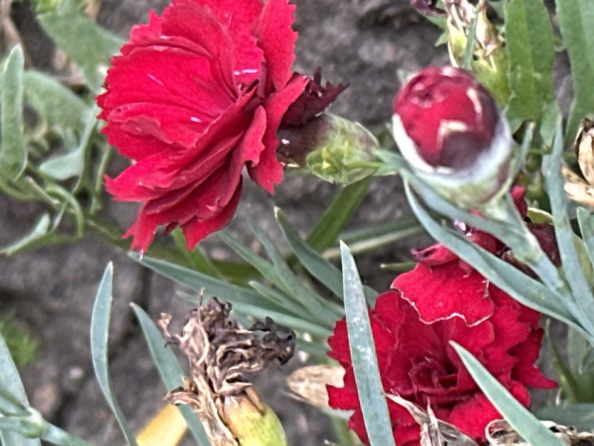 The image shows a close-up of red carnation flowers and buds, with green foliage and a rocky background. There are no people or actions visible. The scene appears to be outdoors in a natural setting, possibly a garden. The location in Podolsk, Russia is not discernible from the image itself.