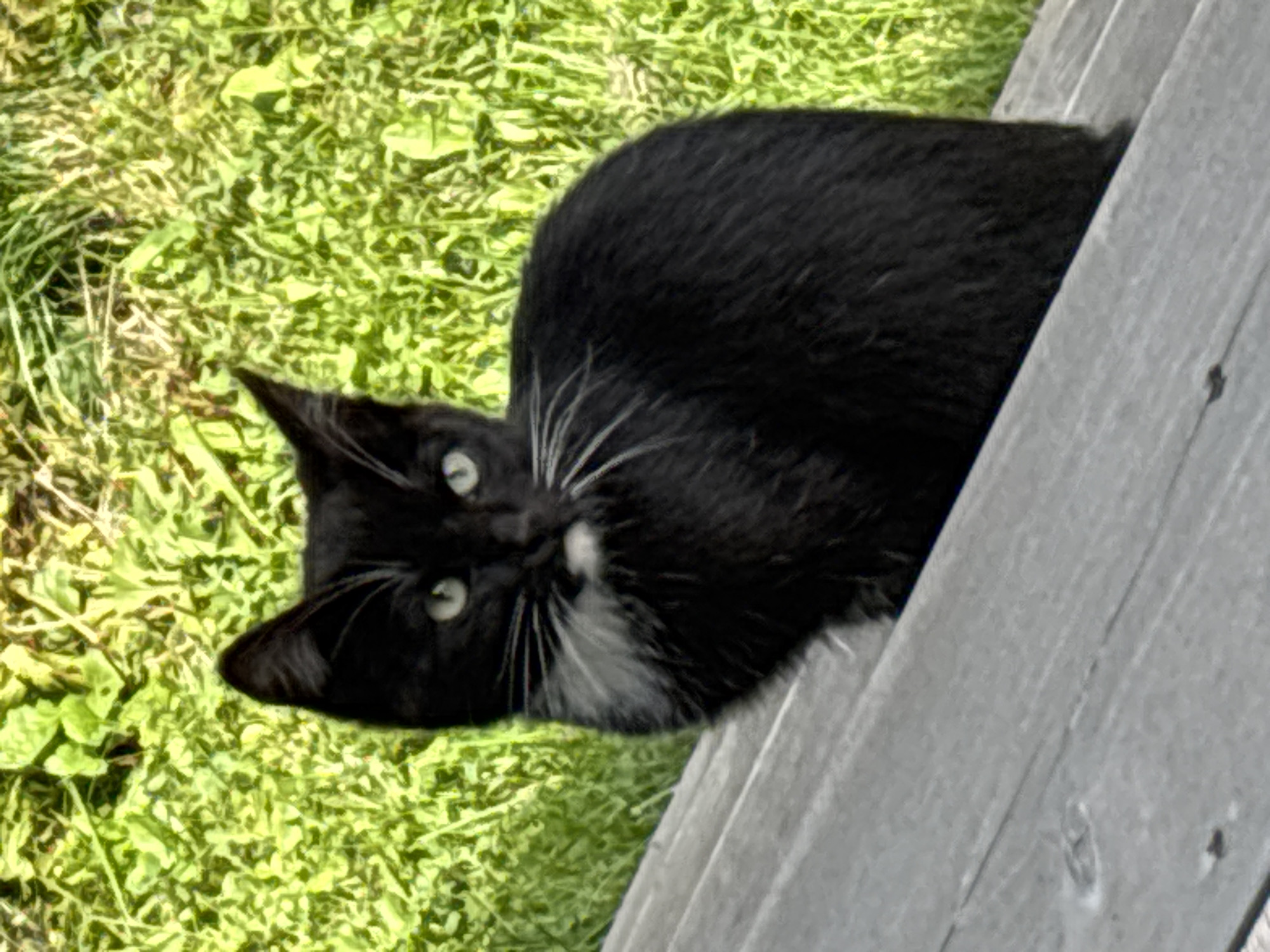 A black cat with a white chest and white whiskers is sitting on a wooden surface. The cat is looking directly at the camera. The background is out of focus and appears to be green foliage. The wooden surface appears to be weathered and gray. The scene is likely outdoors in a natural setting, possibly a backyard or park. There are no people or other animals visible in the image. The lighting suggests it is daytime.