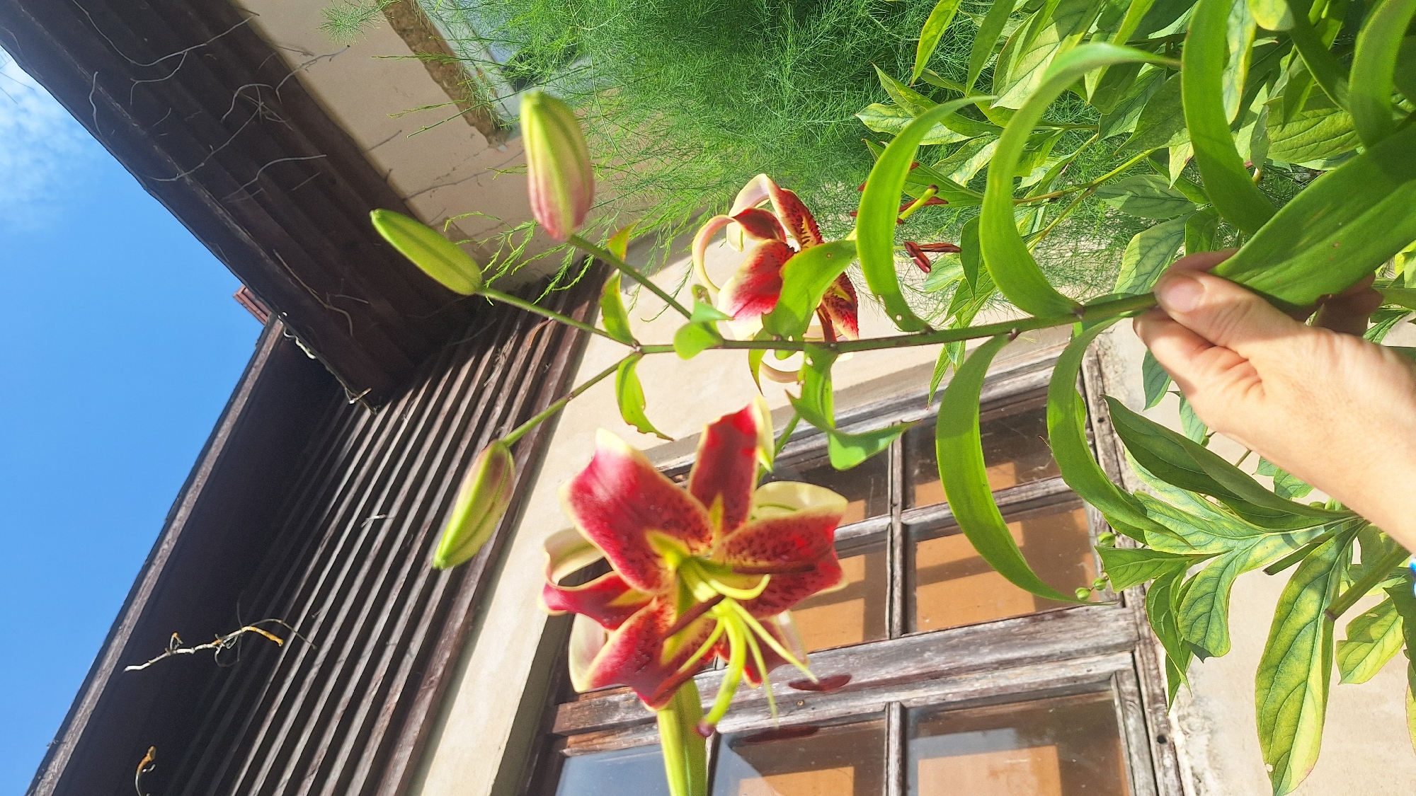 A close-up, eye-level outdoor shot features a hand holding a lily stalk with red and yellow blooms. The foreground is dominated by the lily plant, with its large, vibrant flowers and green leaves. In the background, a weathered wooden window with multiple panes is visible, set against a light-colored wall. Above the window, a dark brown wooden overhang with horizontal slats extends across the top of the frame, partially obscuring a bright blue sky. Wispy, dried plant tendrils hang from the overhang. To the right of the lily, a dense green plant with feathery foliage creates a blurred backdrop. The overall scene suggests a garden or courtyard setting, possibly in a historic building.