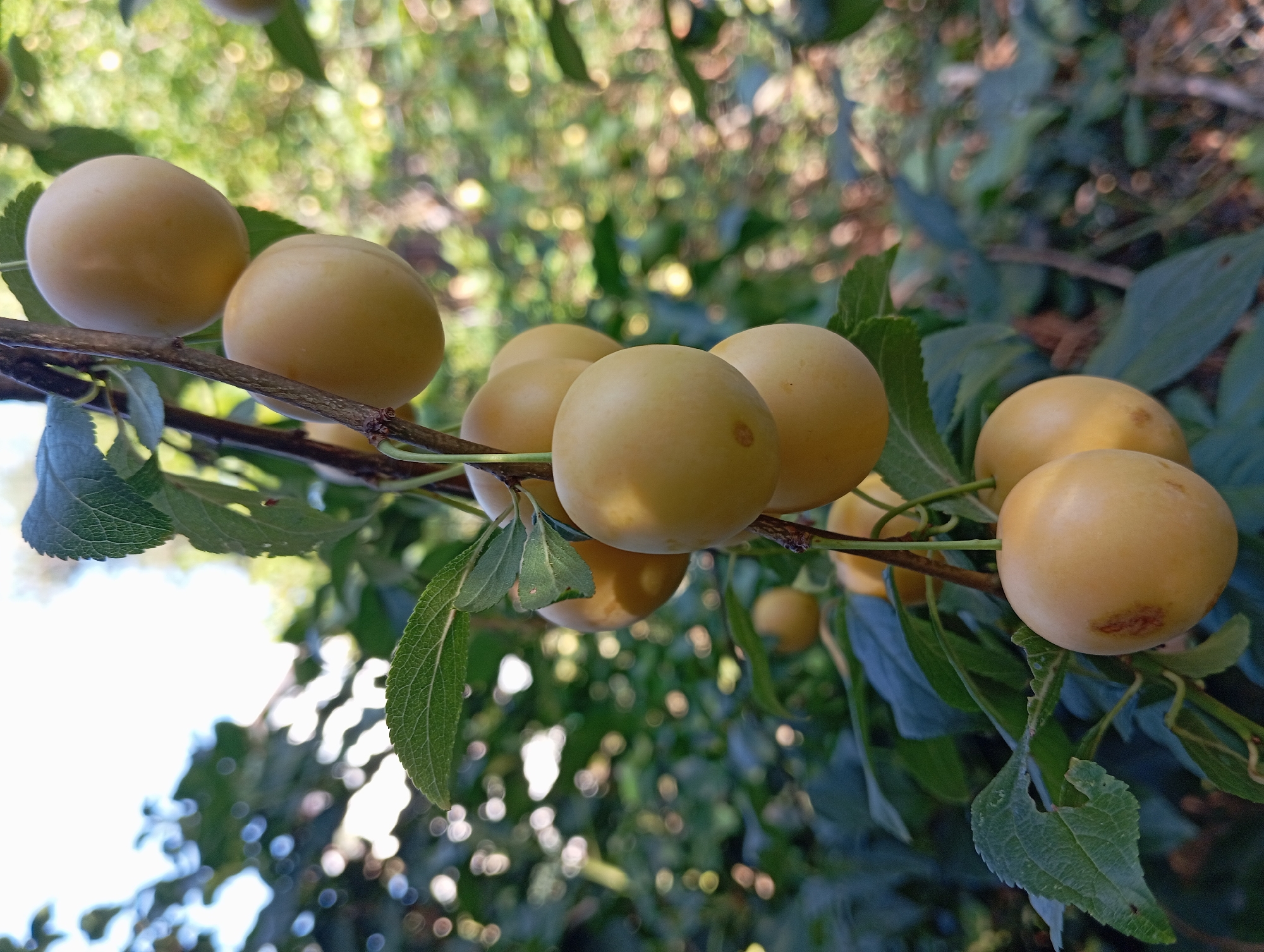 A close-up, vertical, eye-level, full outdoor shot captures a branch laden with ripe yellow plums, interspersed with green leaves and darker branches. The plums are round and have a smooth, slightly matte surface, some showing subtle blush marks. The background is a softly blurred tapestry of greens and dappled sunlight, suggesting an orchard or garden setting. The image is sharpest on the plums and leaves in the foreground. There are no people or animals present. The scene is located on the grounds of Nitra Castle in Nitra, Slovakia, amidst the castle's historical gardens.