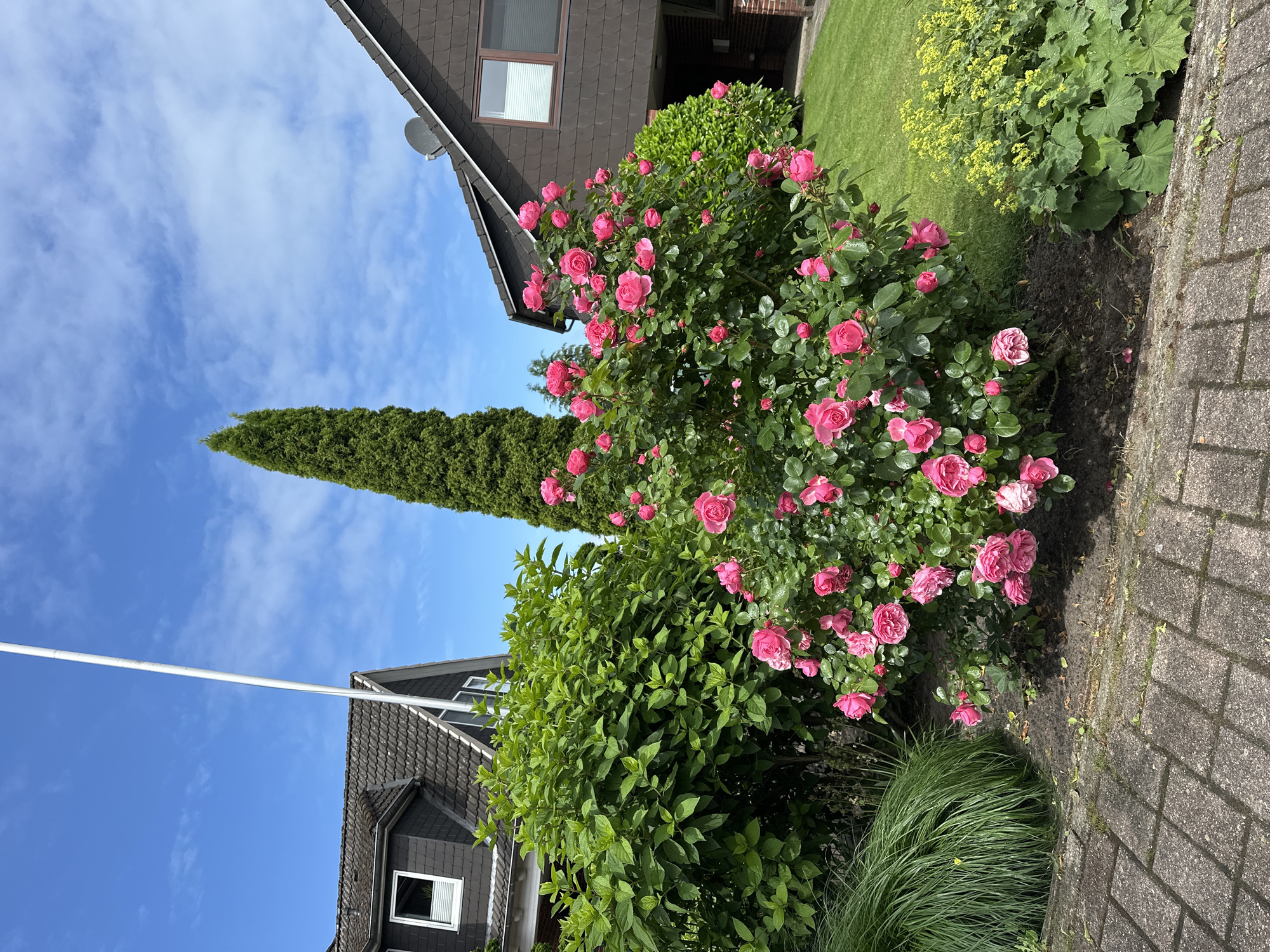 This image captures a residential outdoor scene in Deinste, Germany, on a clear, sunny day with a blue sky and scattered white cirrocumulus clouds. The foreground features a section of gray, rectangular paver stones. Immediately behind the pavers, on the left, is a clump of vibrant green ornamental grass, while the center and right reveal dark, damp soil surrounding various plants.
Dominating the midground is a large, dense bush of vibrant pink roses, heavily laden with numerous open blooms and buds. The rose leaves are a healthy green, with visible water droplets on their surfaces. To the left of the rose bush, a voluminous, bright green deciduous shrub with broad leaves is prominently positioned. To the right of the rose bush, at the edge of a well-maintained green lawn, is a plant with large, rounded green leaves and clusters of small, bright yellow flowers. The green lawn extends towards the right of the frame.
In the background, two residential houses are visible. The house on the left features a dark gray shingled roof and dark brown/gray siding, with a white-framed dormer window equipped with horizontal blinds. A tall, slender white flagpole extends vertically from the ground near this house, reaching high into the sky. The house on the right shares a similar dark gray shingled roof and dark brown/gray siding. A dark gray satellite dish is mounted on its roof. A large, rectangular window with horizontal blinds is visible on its upper floor, with a smaller window partially seen below. A tall, slender, conical evergreen tree, possibly a cypress, stands prominently between the two houses, extending significantly above their rooflines. The overall lighting suggests bright daylight. No people or animals are present in the scene.