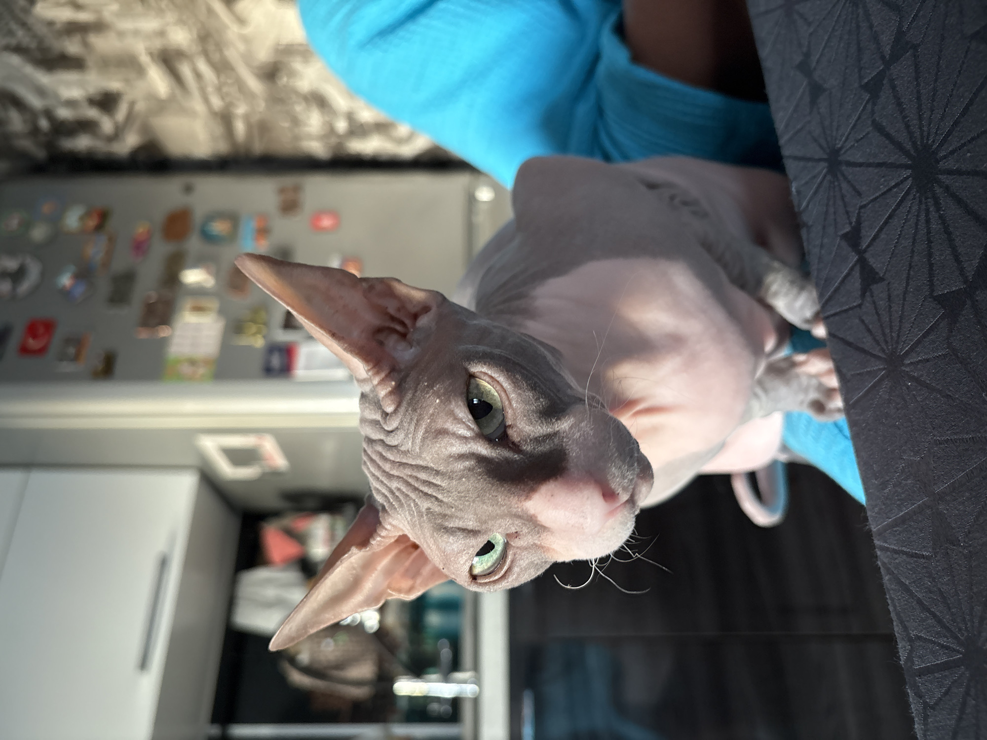 A light-skinned Sphynx cat with large ears and green eyes sits in a person's lap. The cat is facing the camera, with its head tilted slightly to the left. The person is wearing a blue shirt and is holding the cat with their arms. The background is blurry, but it appears to be a kitchen or dining area. There are cabinets and a refrigerator visible. The lighting is natural and comes from the right, casting a shadow on the left side of the cat's face. The image was taken in Novaya Ivanovka, Russia.