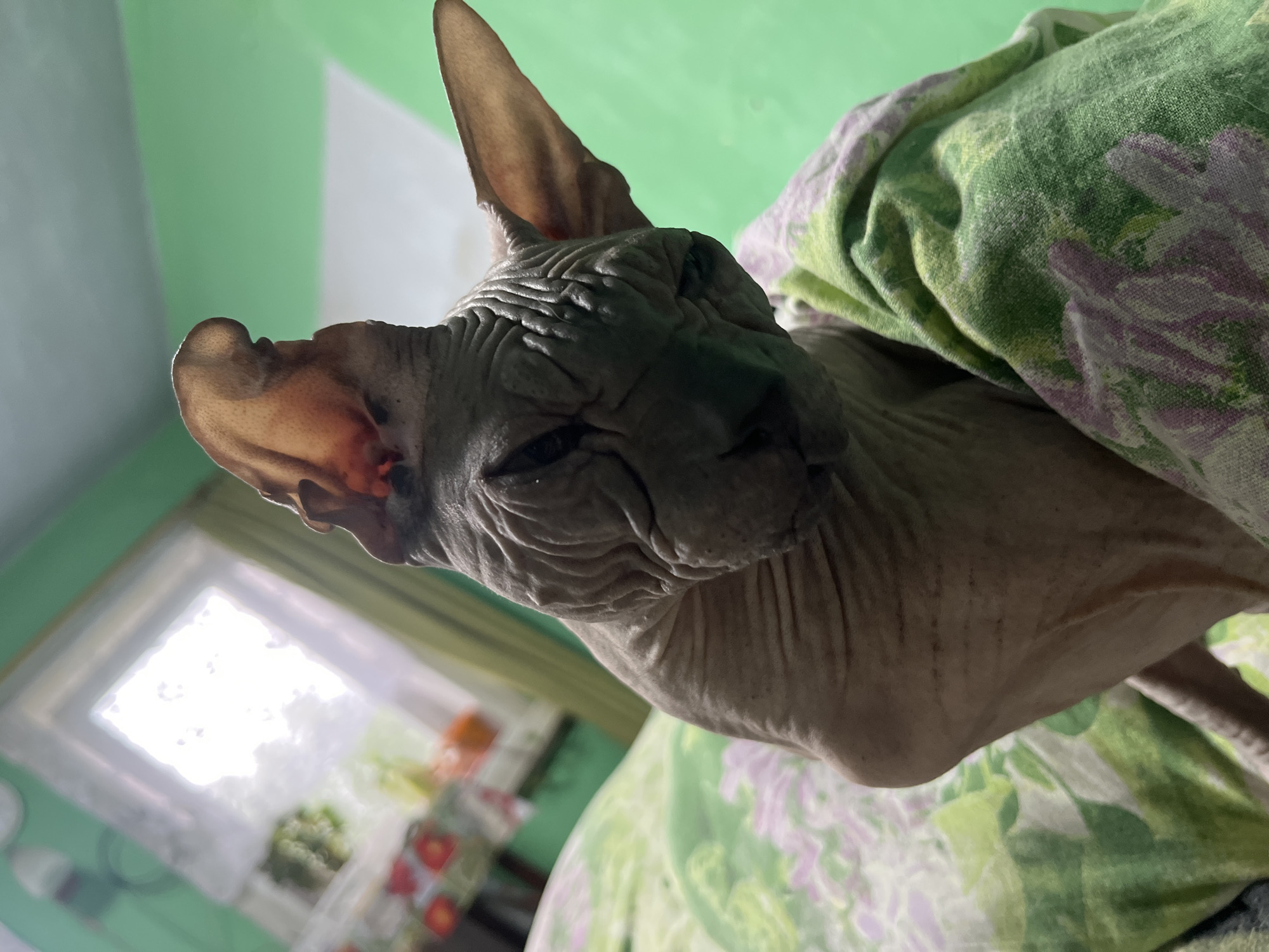 A hairless cat, likely a Sphynx breed, is the central subject of this close-up, indoor photograph. The cat is nestled within a green and purple floral patterned blanket or sheet, its wrinkled skin visible. The cat's ears are prominent and large, with the right ear angled upwards and slightly forward. Its eyes are mostly closed, giving it a sleepy or relaxed expression.
The background is softly blurred, suggesting shallow depth of field. To the left of the cat, a window with white curtains is visible, letting in bright, diffused light, indicating it is daytime. Through the window, hints of an outdoor scene can be discerned, including greenery and possibly some buildings or structures, though they are out of focus. A blurry orange object is visible on a shelf or surface in the background near the window, along with other indistinct items on what appears to be a kitchen counter. The wall behind the cat is painted a light green.
The overall impression is one of domestic comfort and relaxation. The lighting suggests natural light from the window, so it is likely daytime. The setting appears to be a home interior, possibly a bedroom or living area. No text is visible in the image. The location context of Nizhny Tagil, Russia, does not provide specific visual cues within the image itself, but places the scene geographically.