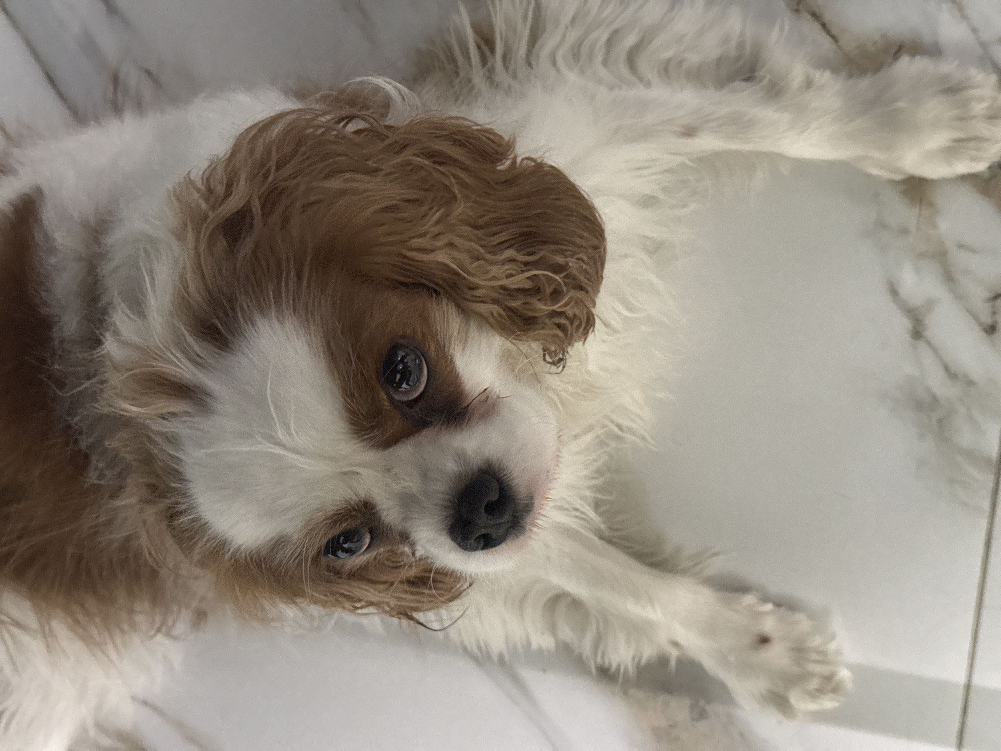 A Cavalier King Charles Spaniel lies on a white marble-like tiled surface. The dog is primarily white with brown markings on its head and ears. It is looking upwards towards the camera. The background is solely the tiled surface. No other details suggest the location is in Молодёжный, Russia.