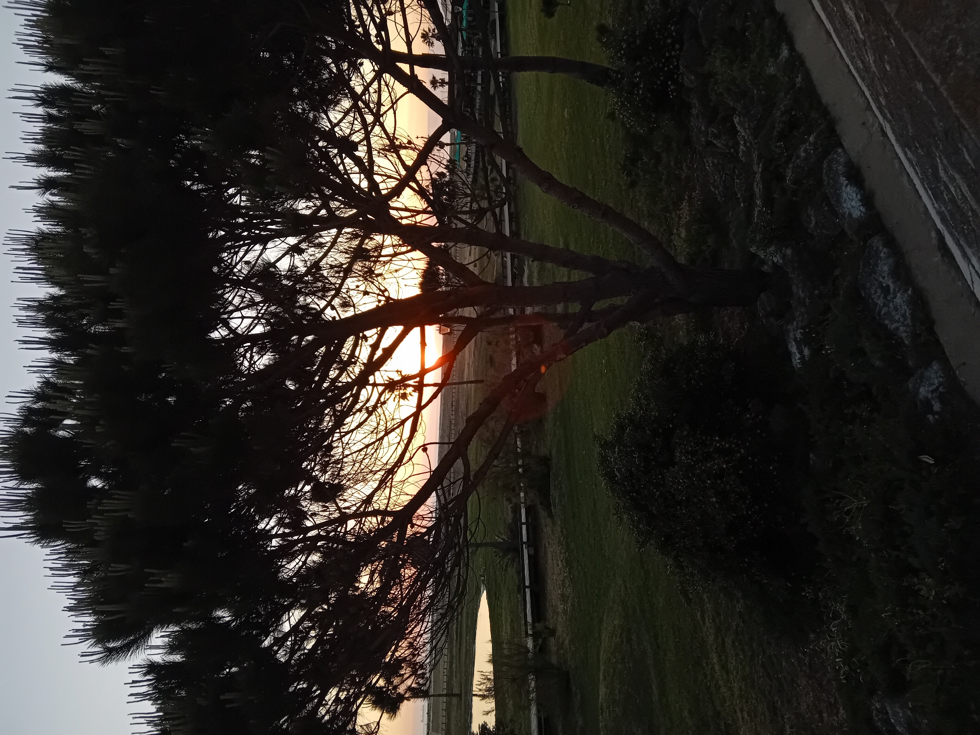 A landscape photograph depicts a sunset viewed through the branches of a tree. The image is oriented vertically. The tree's branches are silhouetted against the sky, which fades from a light peach to a bright yellow near the horizon. The ground is covered with green grass. A low wall is visible to the right. The photograph was taken at dusk or dawn.