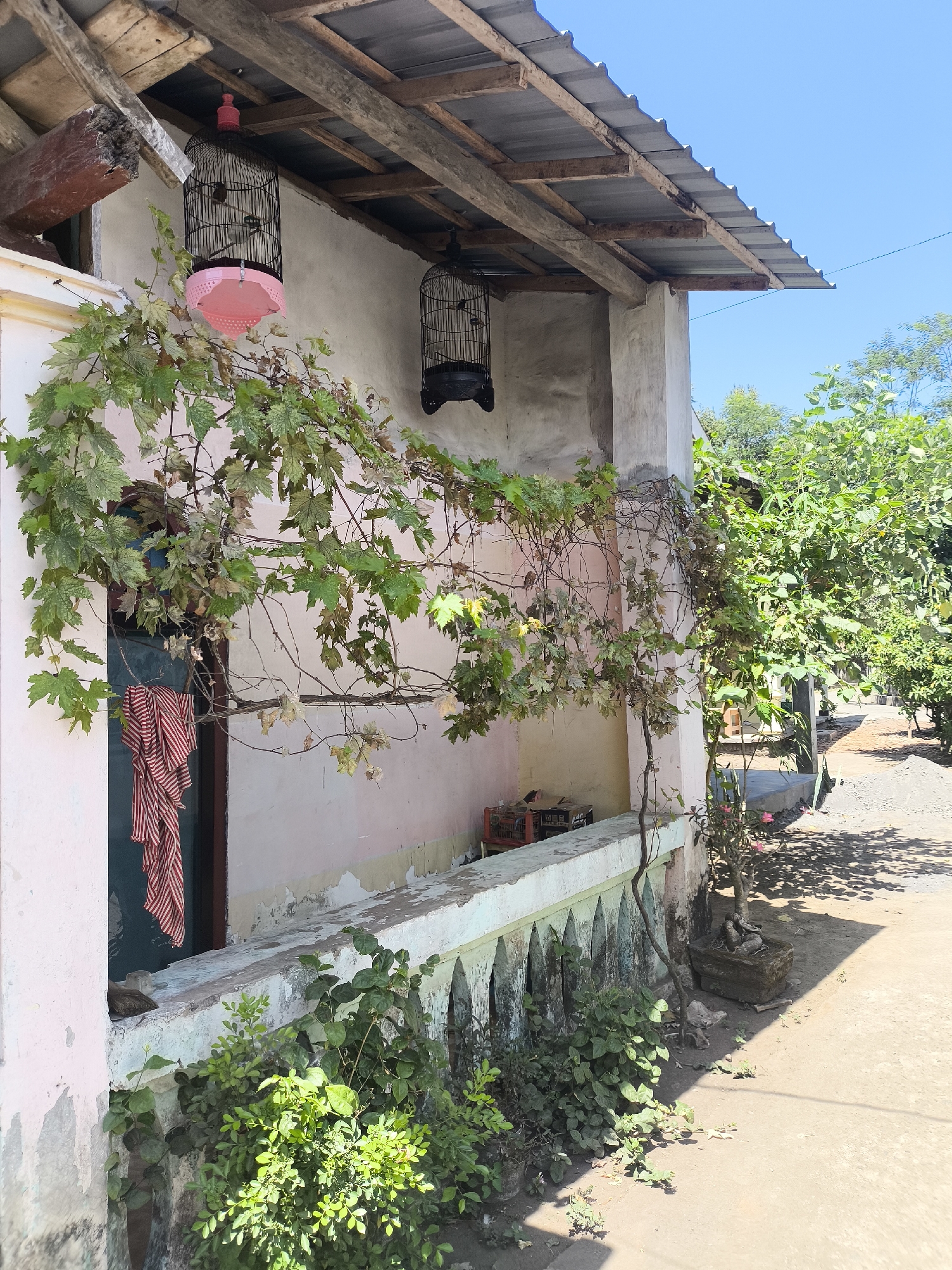 This is a photograph taken in the city of Grati, Indonesia, capturing an exterior view of a simple, possibly older, residential building. The building features a light pink stucco facade that is peeling in places, revealing older layers of paint and plaster. A tin roof is supported by rough wooden beams, some of which appear weathered. Two bird cages are suspended from the overhang of the roof. One cage, with a pink base, holds at least one bird. The other cage is black and appears empty.
A vine with green and brown leaves drapes over the front of the building, partially obscuring a dark doorway where a striped cloth, red and white, is hanging. A low, ornate concrete balustrade runs along the front of the building, topped with greenery. In the foreground, lush green plants grow in front of the balustrade and spill over onto a dirt or gravel path that runs alongside the building.
To the right of the building, a narrow concrete walkway is visible, leading into a yard with more trees and vegetation. Sunlight casts distinct shadows on the ground, suggesting a bright, clear day. The overall scene conveys a rustic, lived-in atmosphere, typical of many rural or semi-rural areas in Indonesia. There are no people visible in the photograph.